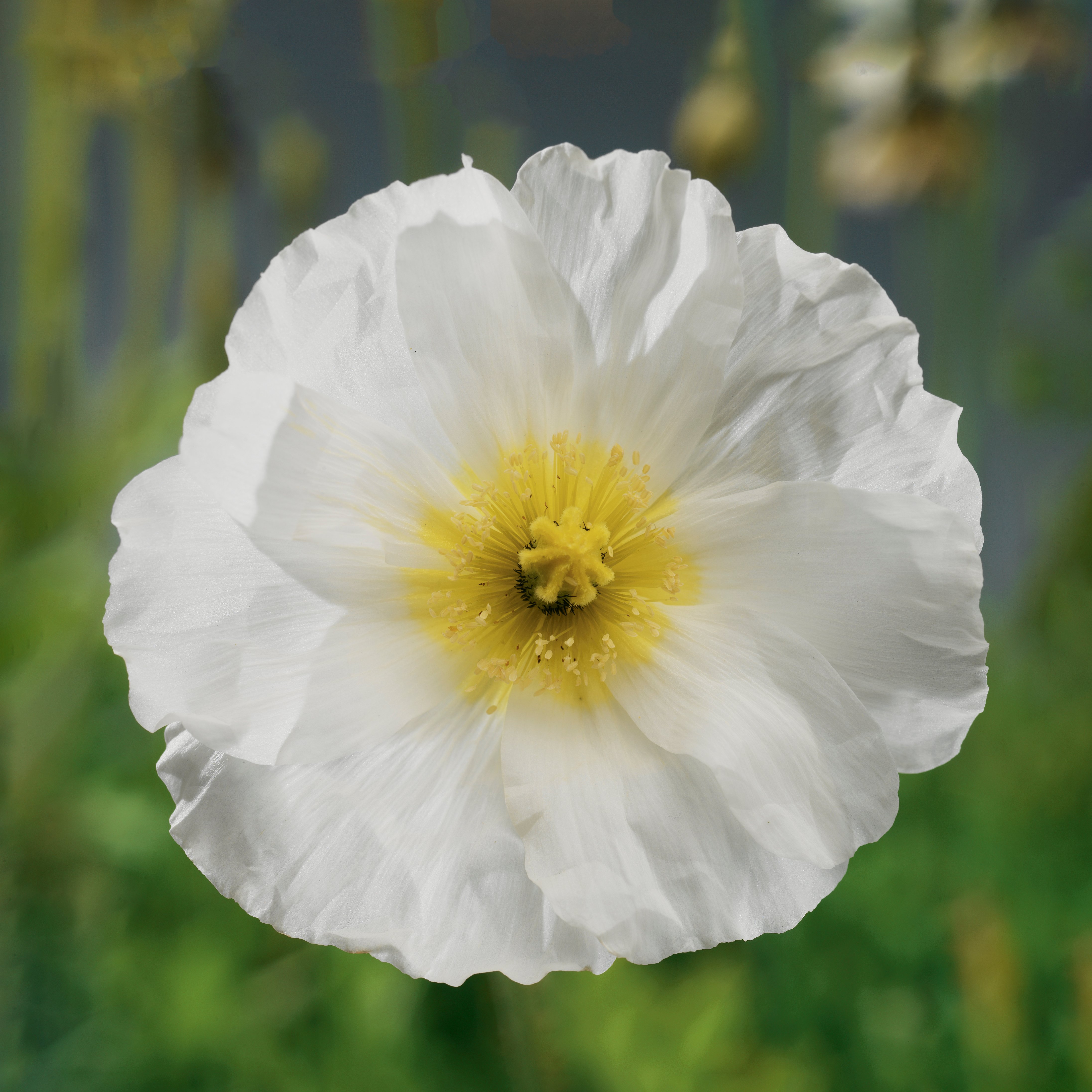 Spring Fever® White | Syngenta Flowers