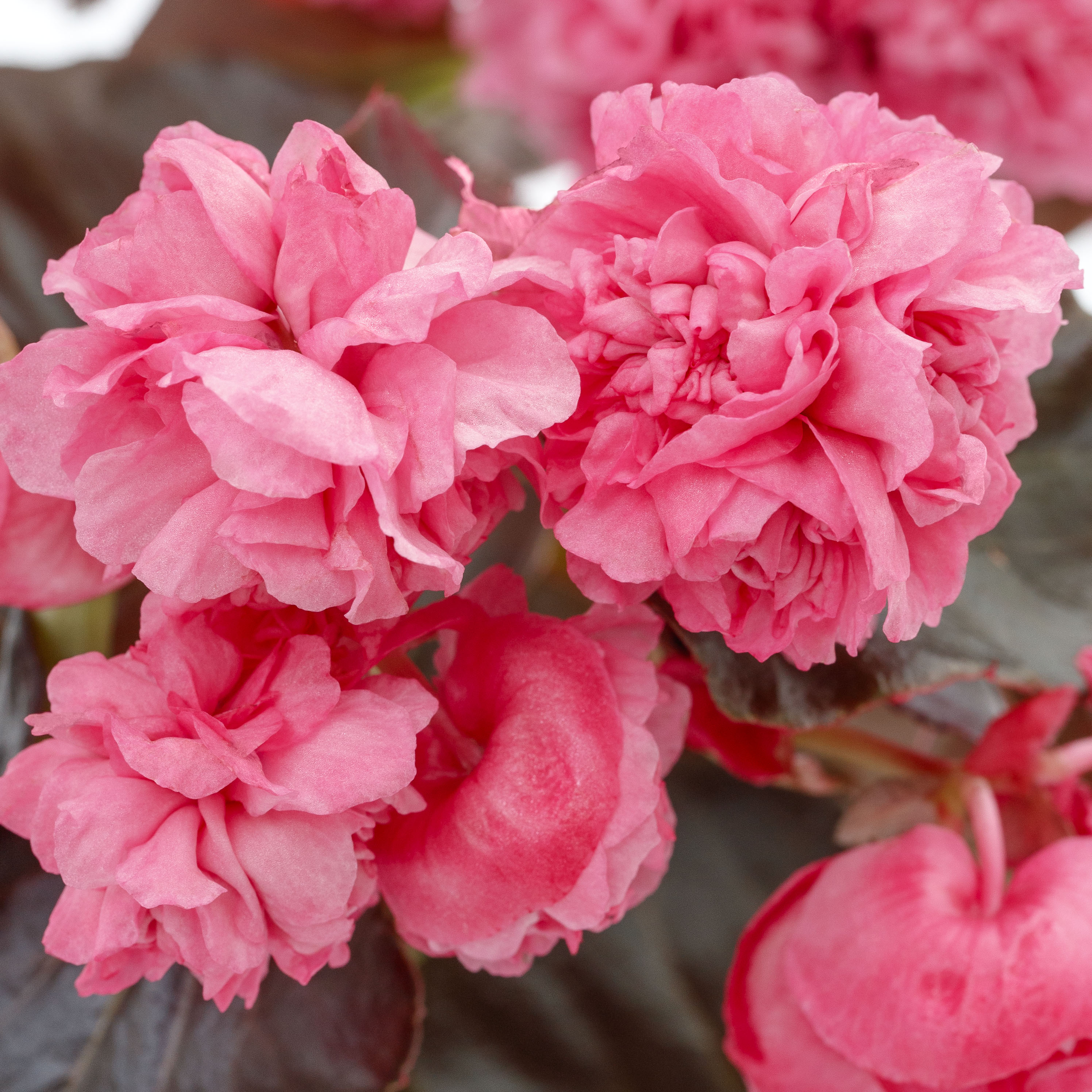 Birthday Bash™ Raspberry Sherbet | Syngenta Flowers