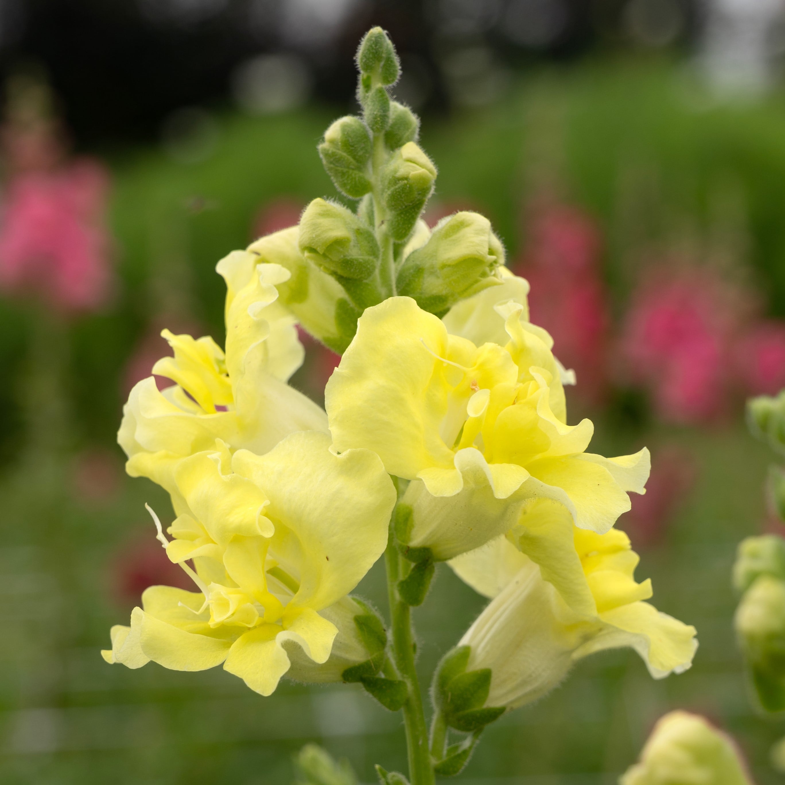 Madame Butterfly™ Yellow | Syngenta Flowers