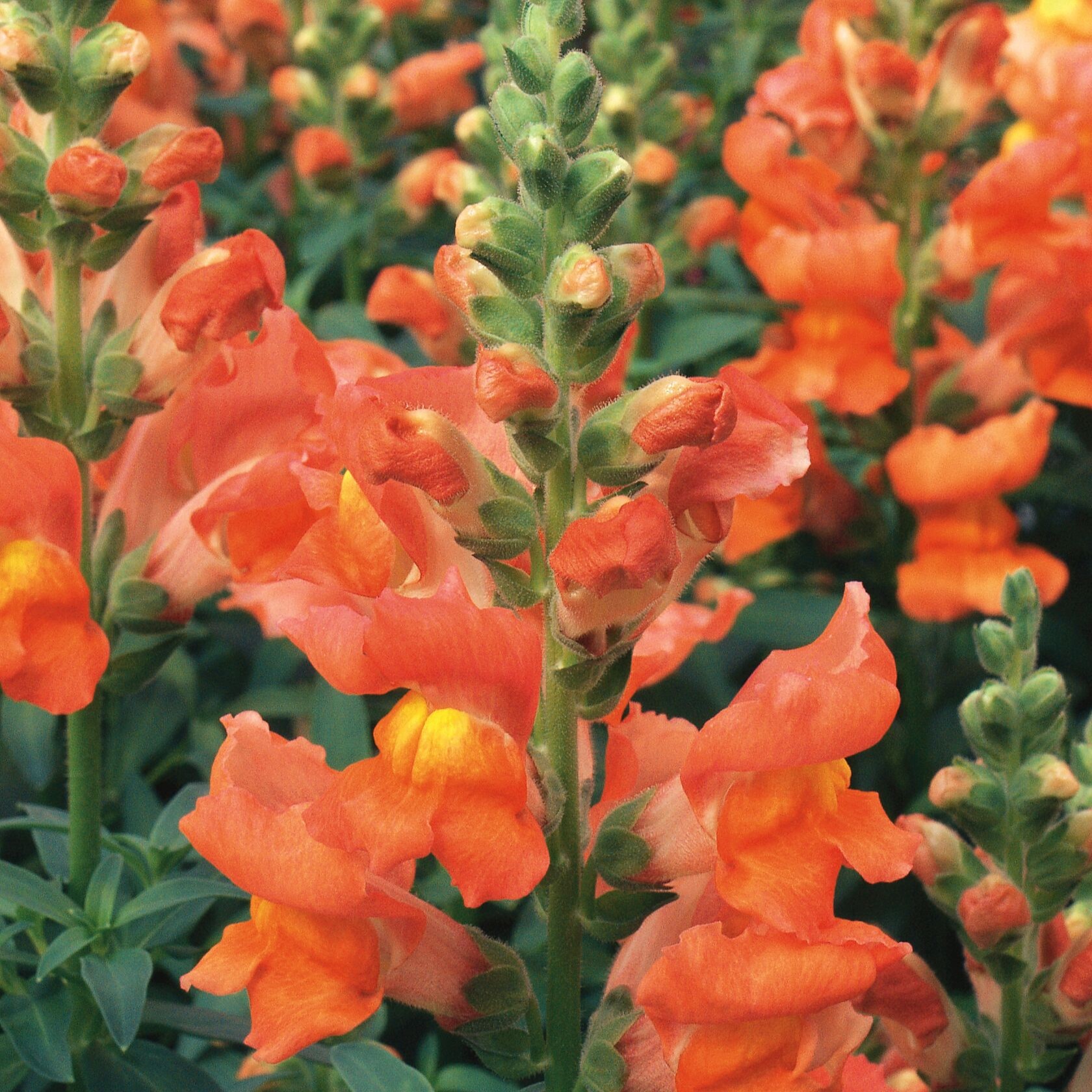 Liberty Classic™ Bronze | Syngenta Flowers