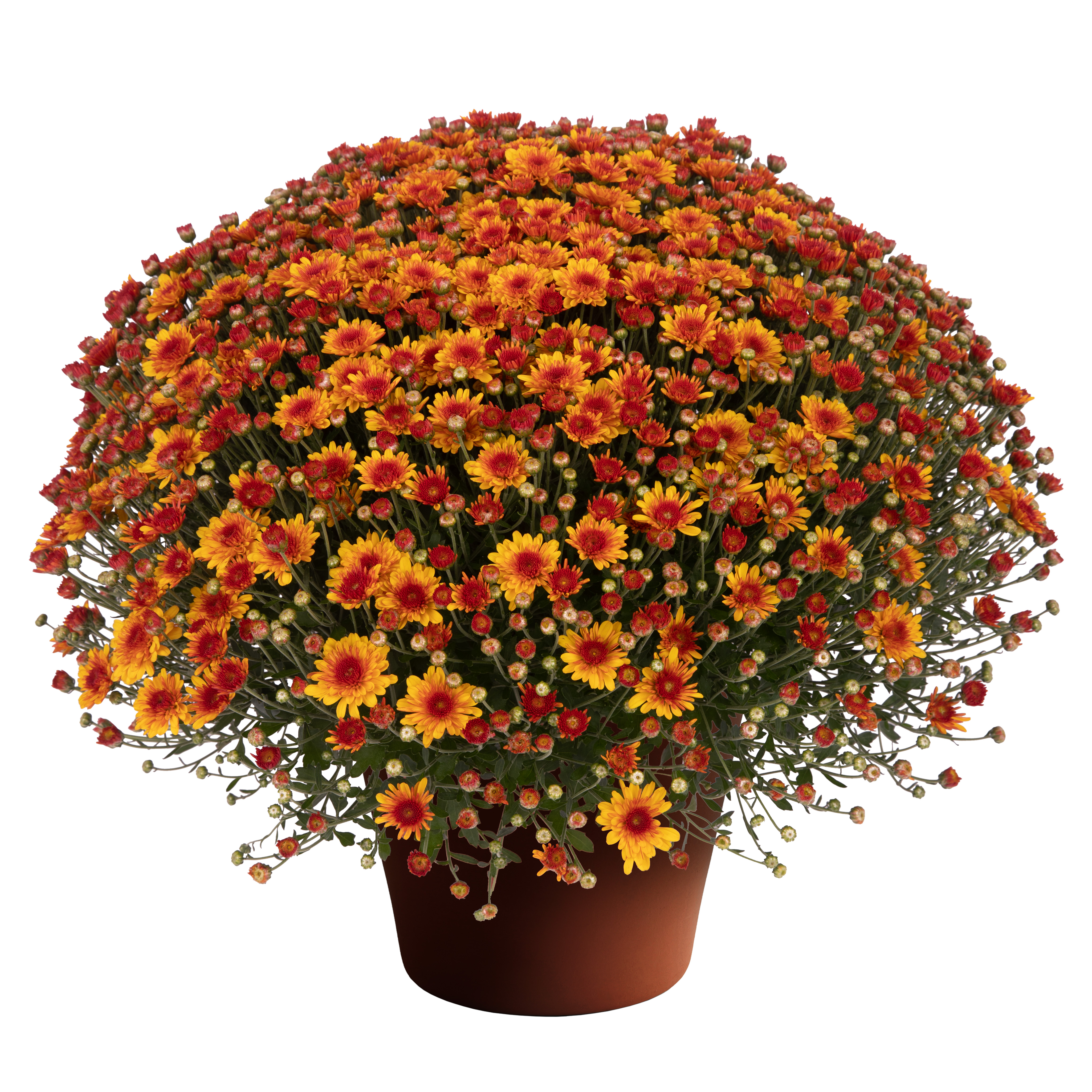 Melanie™ Bronze Bicolor | Syngenta Flowers