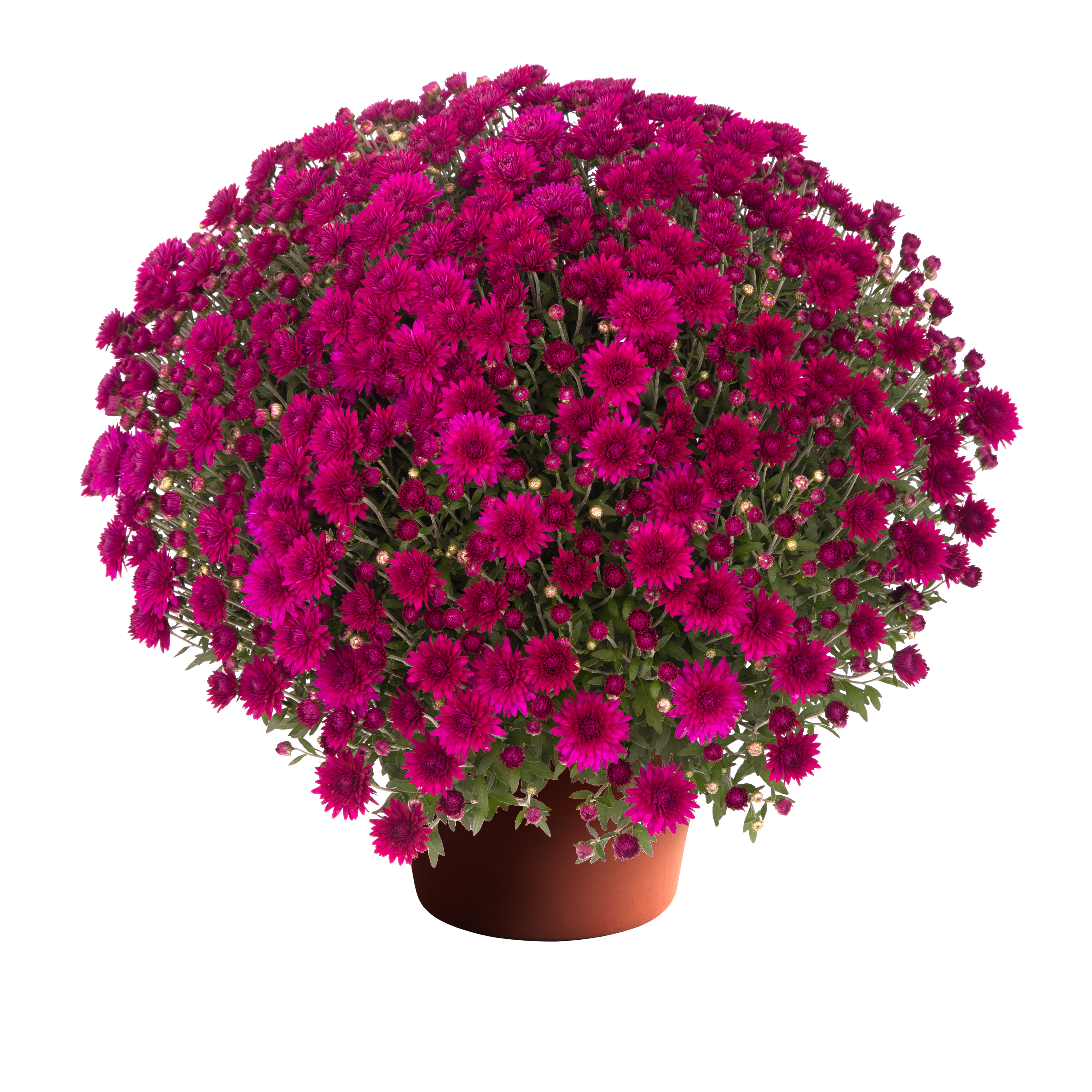 Gabbie™ Purple | Syngenta Flowers