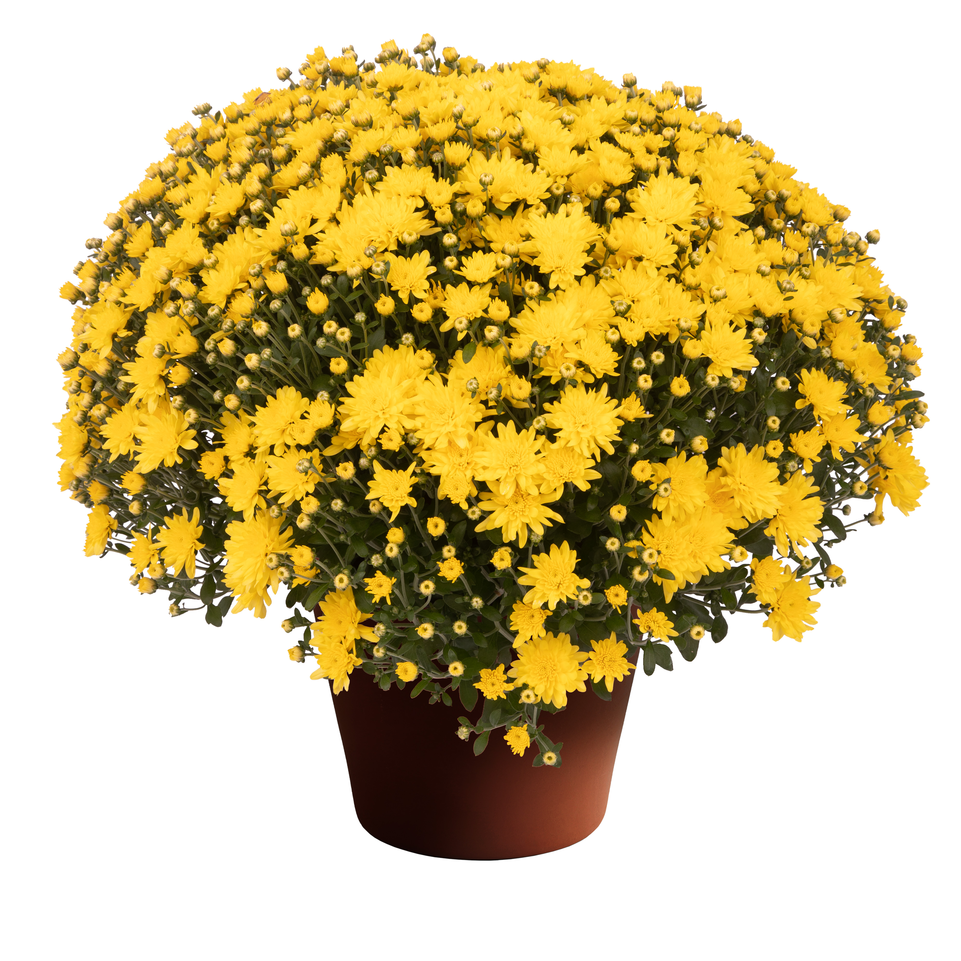 【ジェニー③】a+u 2003,2005,2007 Jennie™ Yellow | Syngenta Flowers