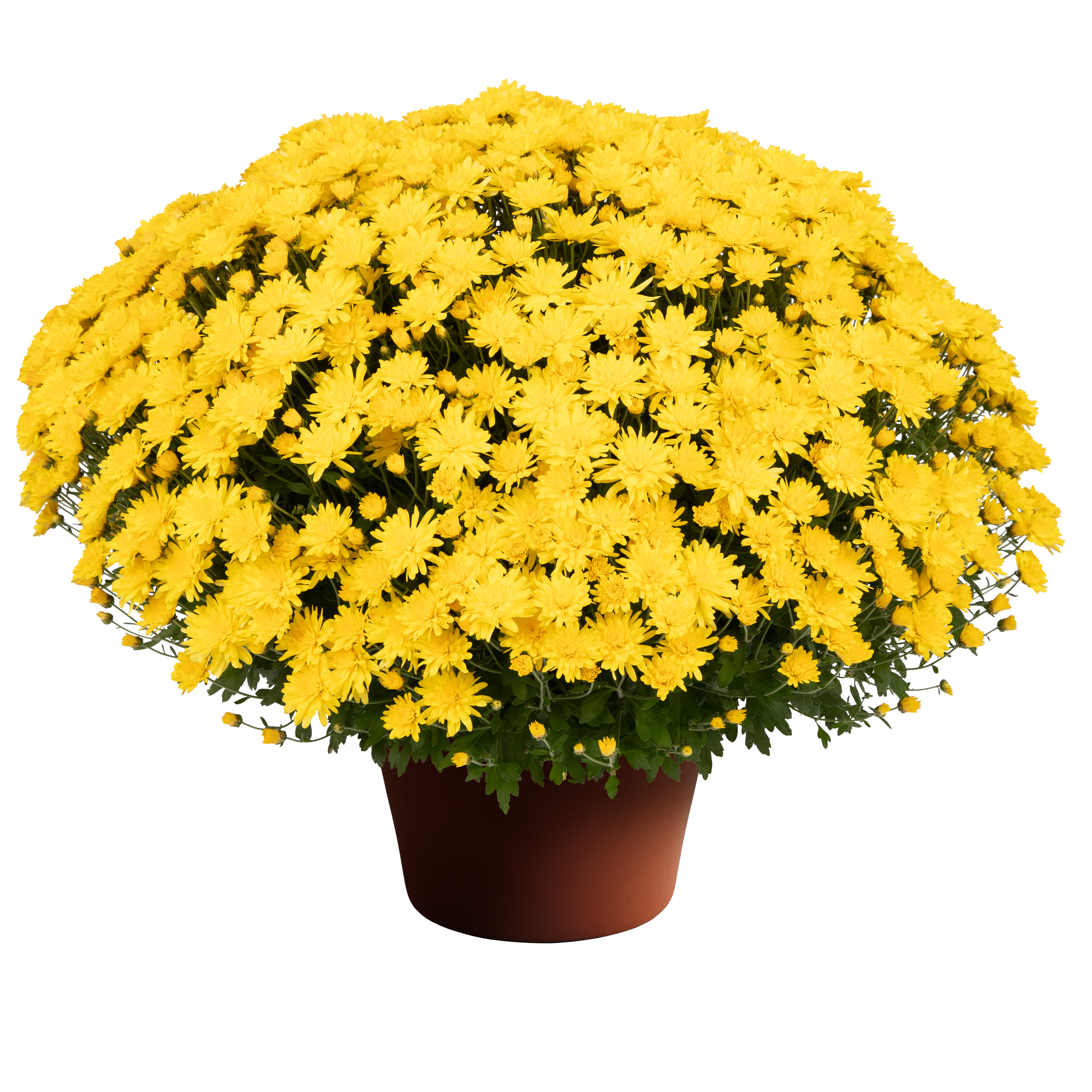 Pamela™ Yellow | Syngenta Flowers