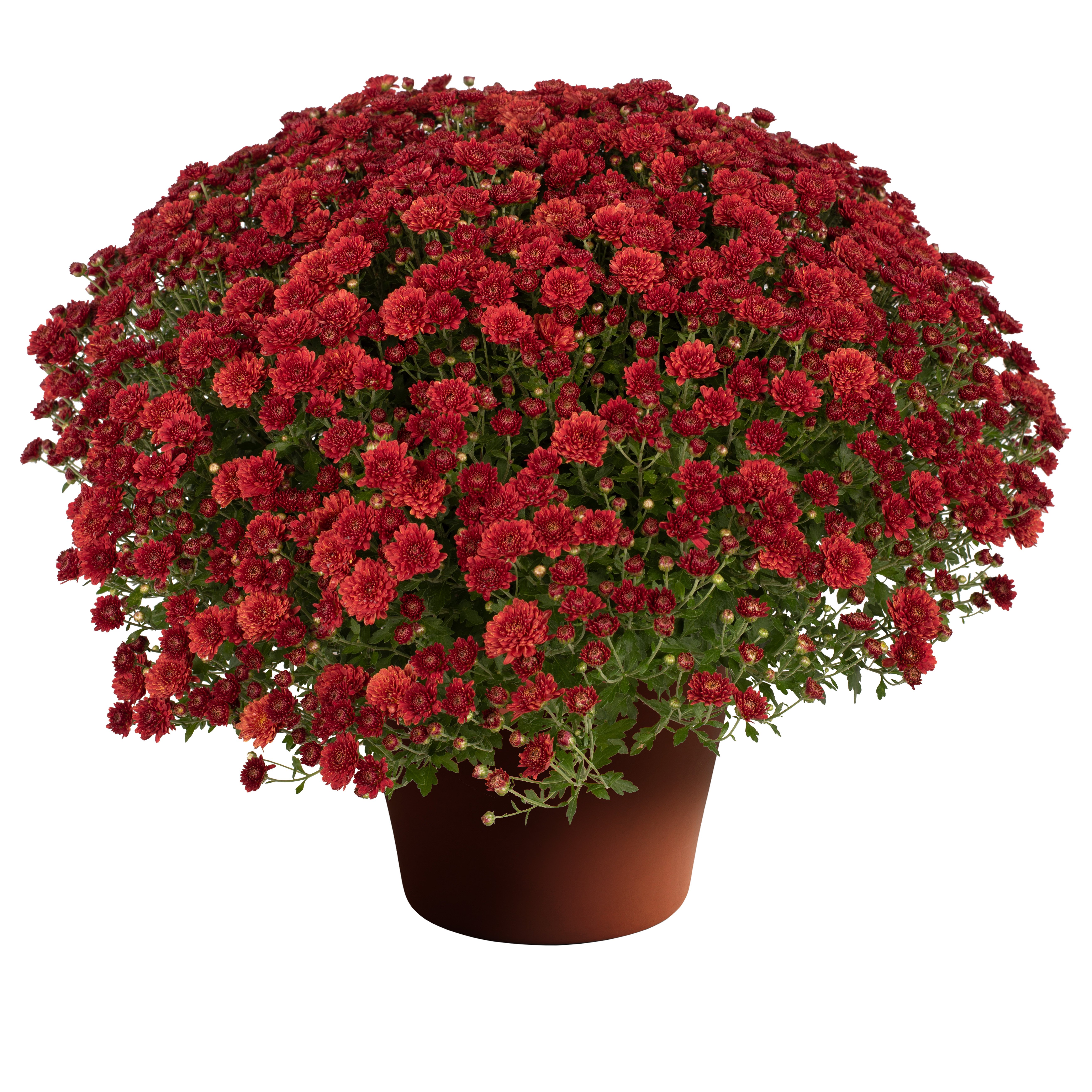 anthurium andraeanum ikea Anthurium Red | Care Guide and Pro Tips - Delivery from Toronto across  Canada