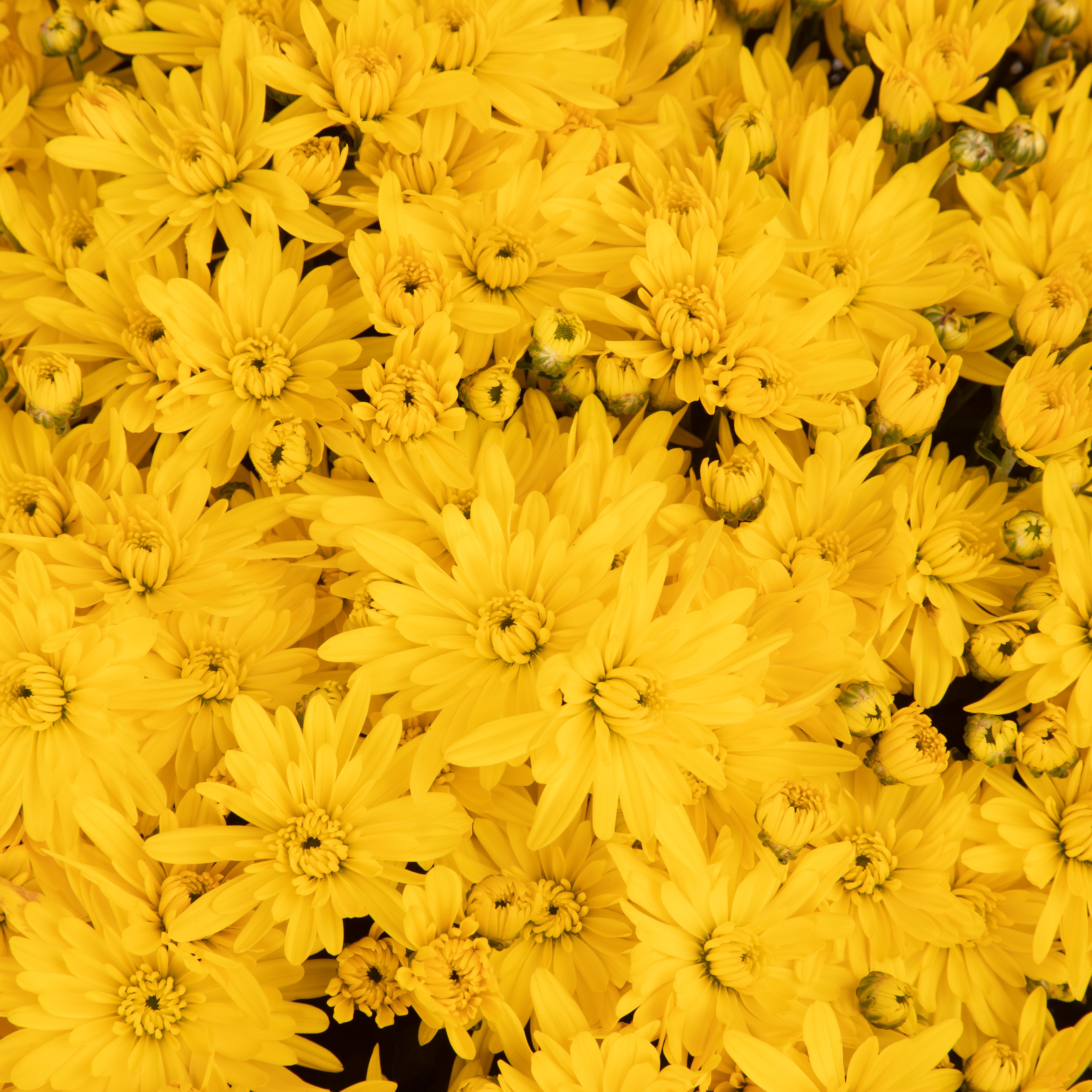 ★MARIA★さま専用♡yellow Flower 70124552-flower.jpg