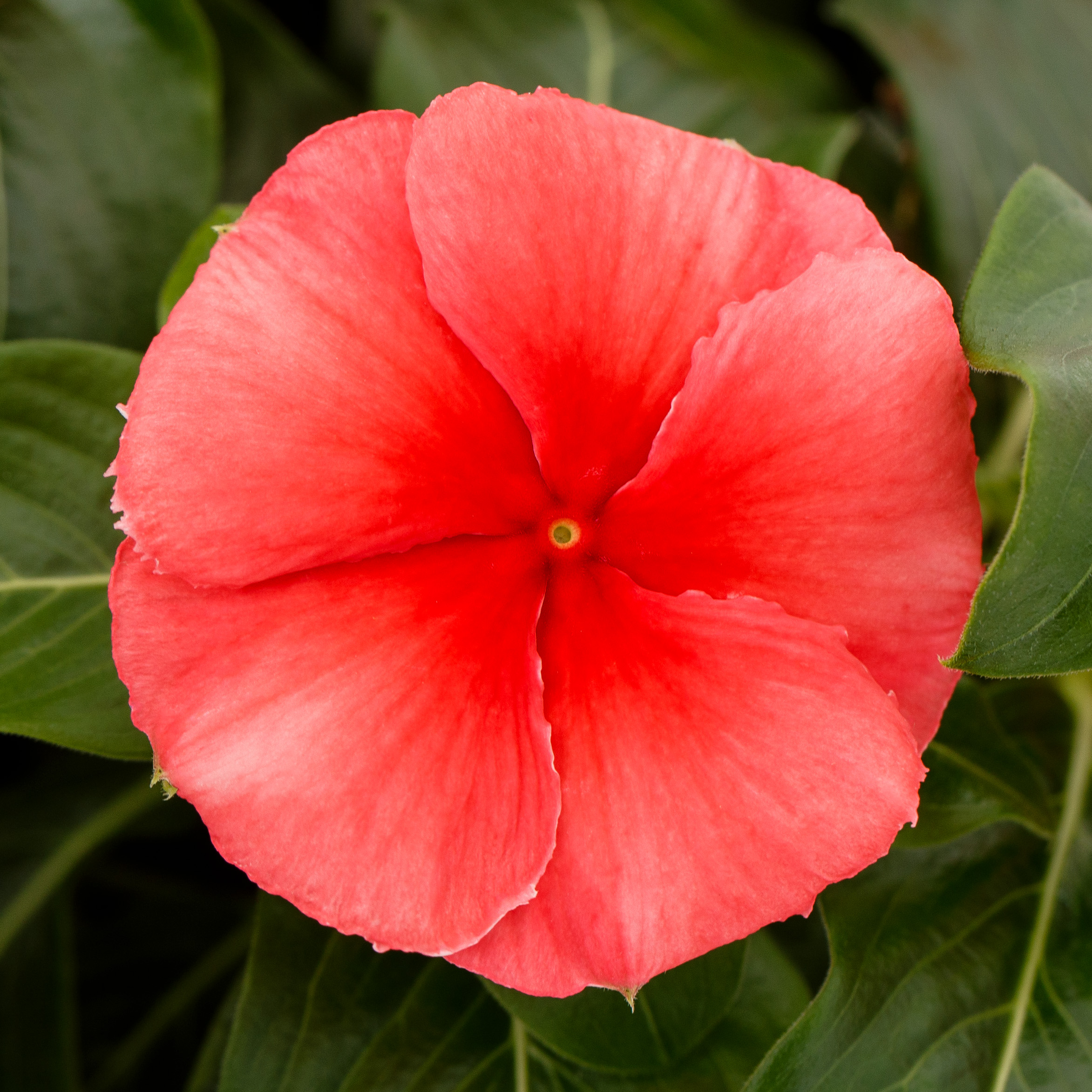 Nirvana® XDR Coral | Syngenta Flowers
