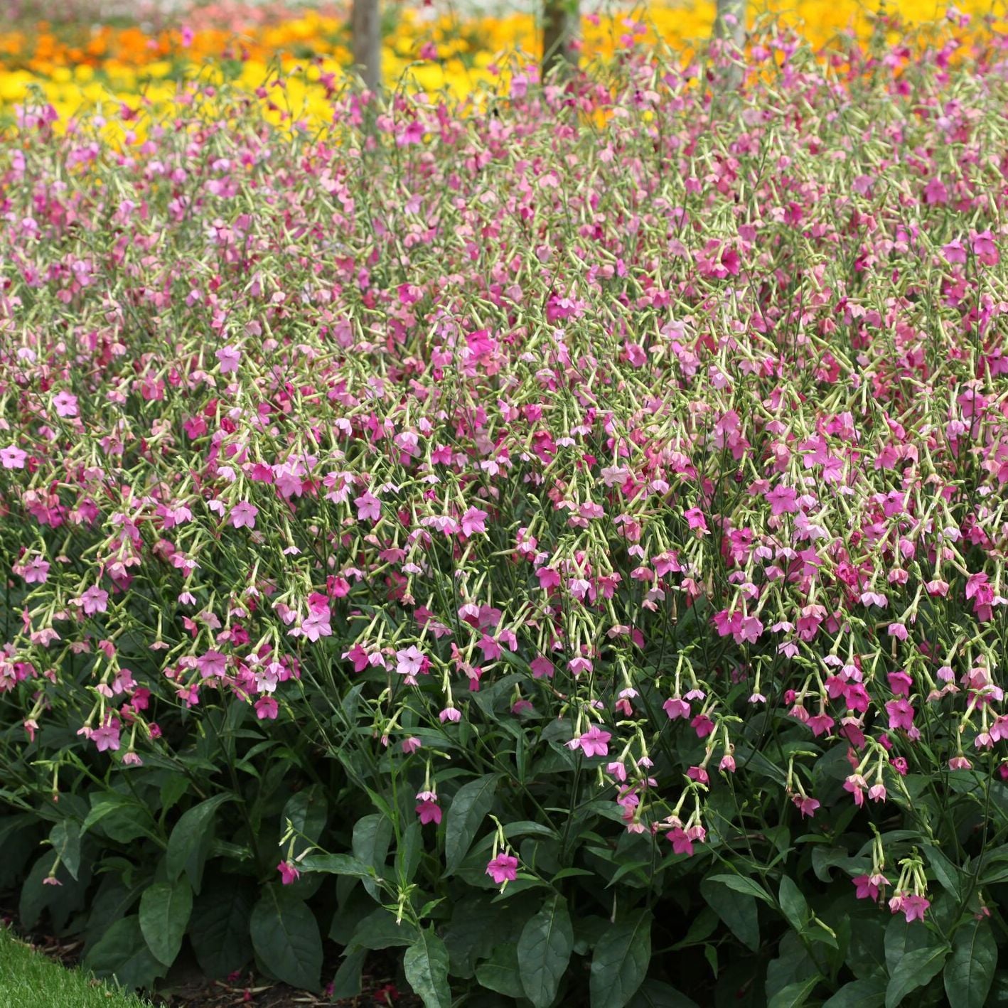 WHISPER ROSE SHADES | Syngenta Flowers