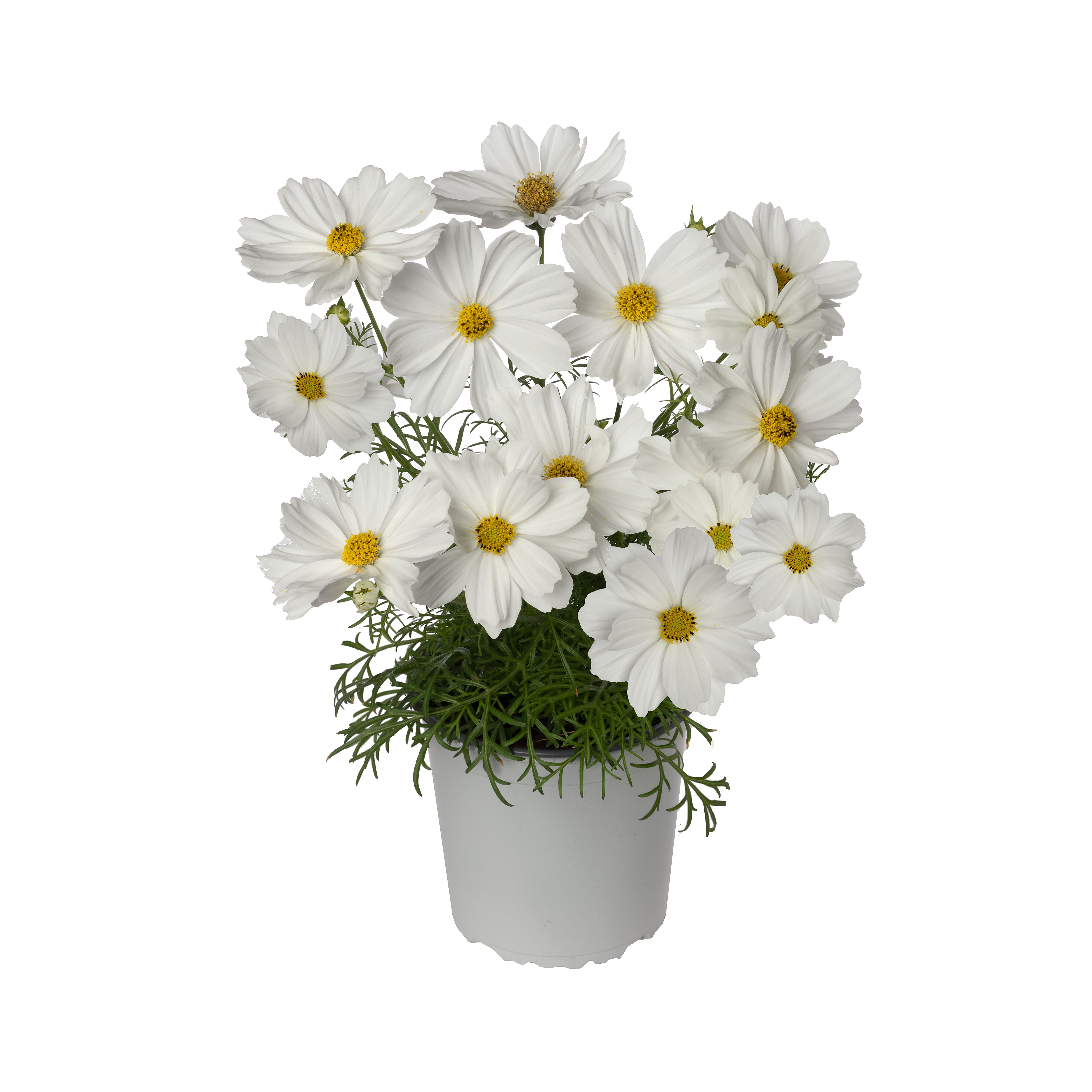 70104812-pot.jpg