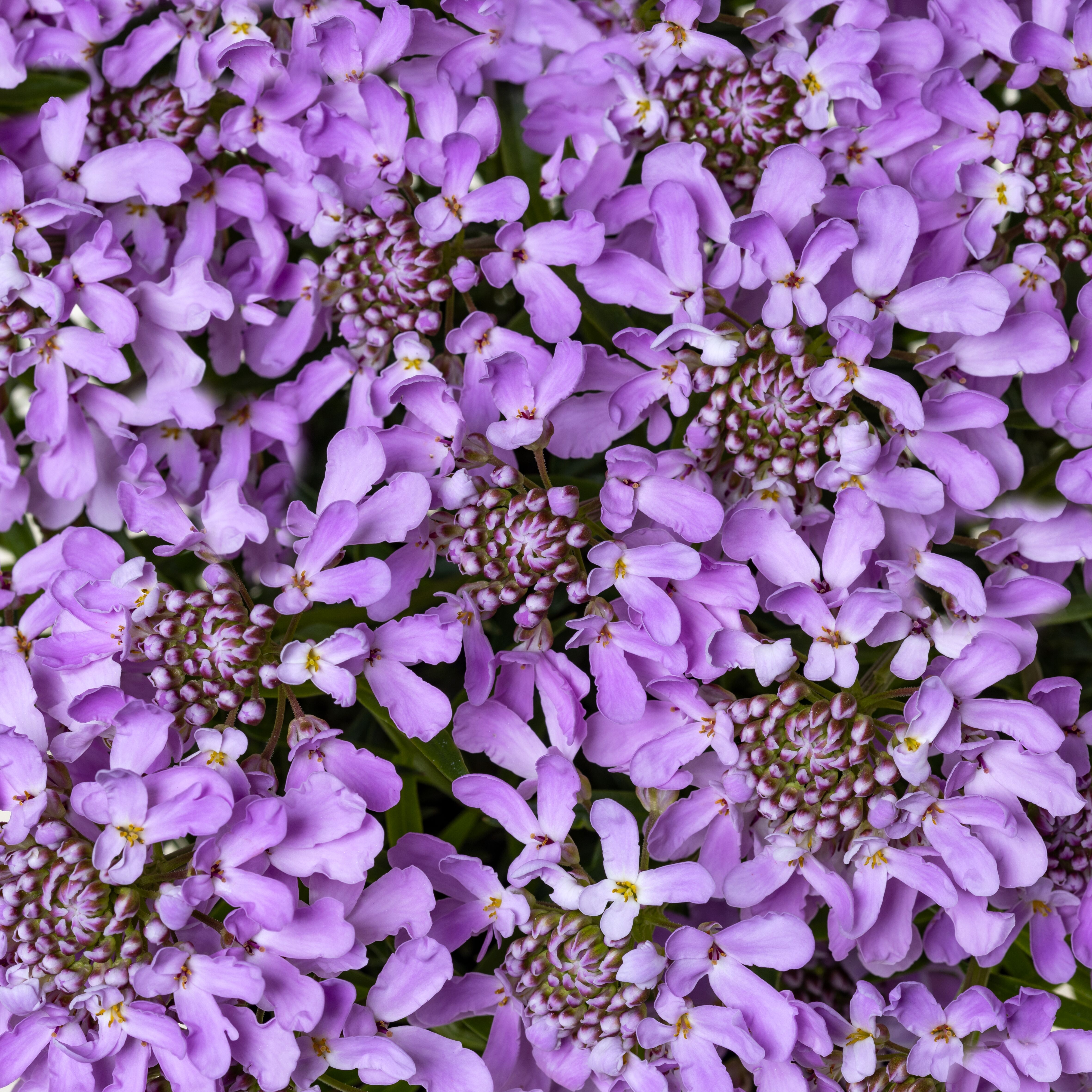 Arielle™ Pink | Syngenta Flowers