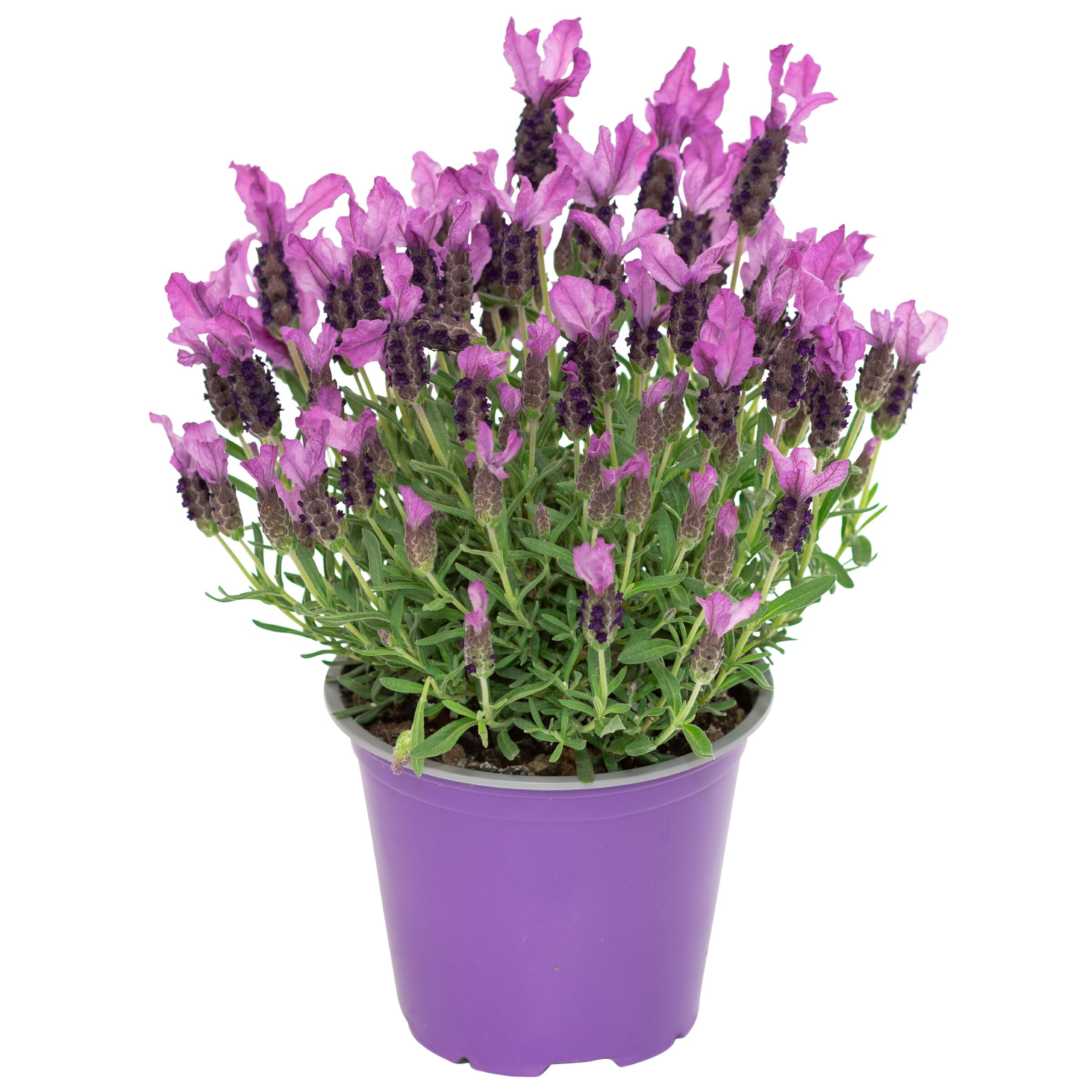 70051469-pot.jpg