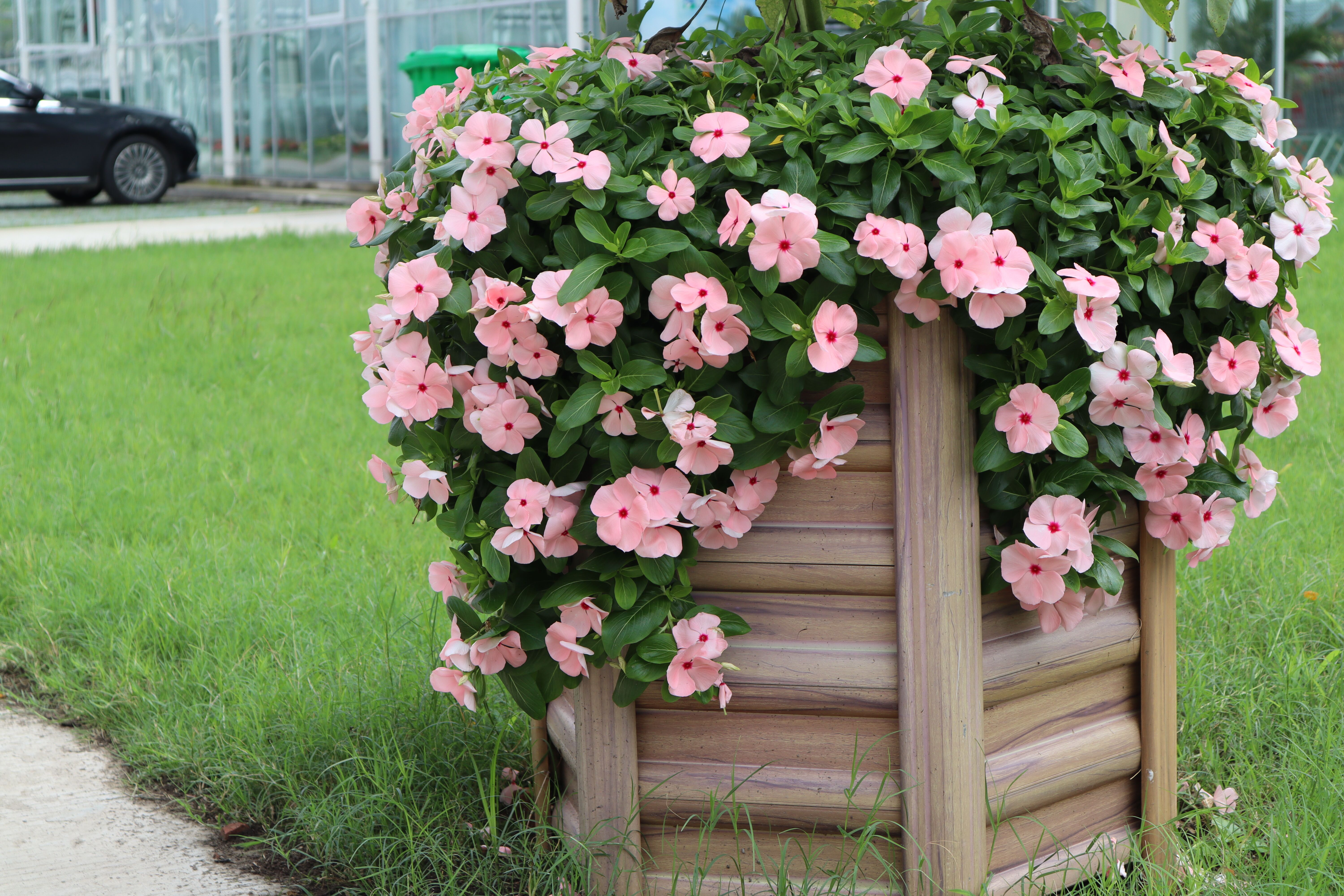 Cora® XDR Apricot | Syngenta Flowers