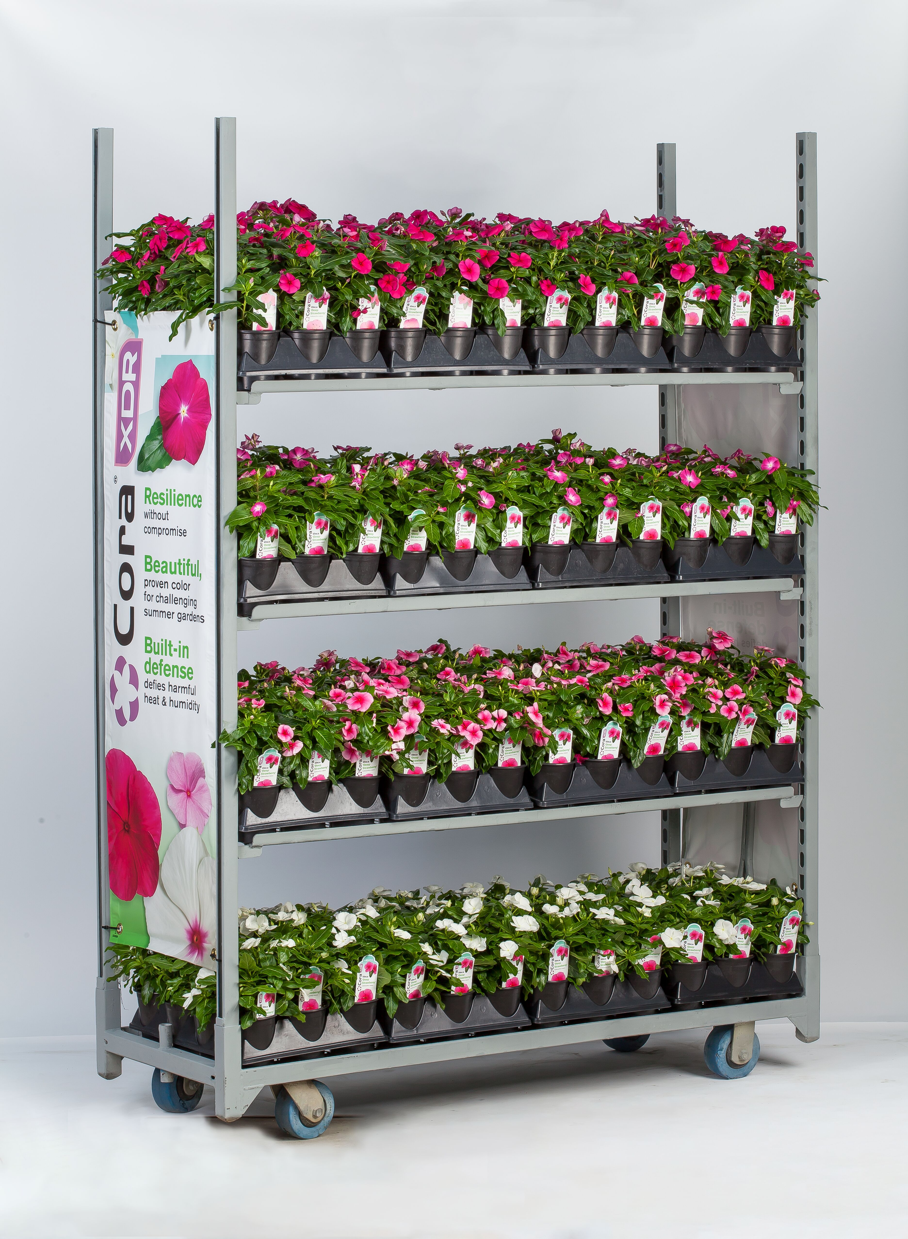 Cora® XDR Deep Strawberry | Syngenta Flowers