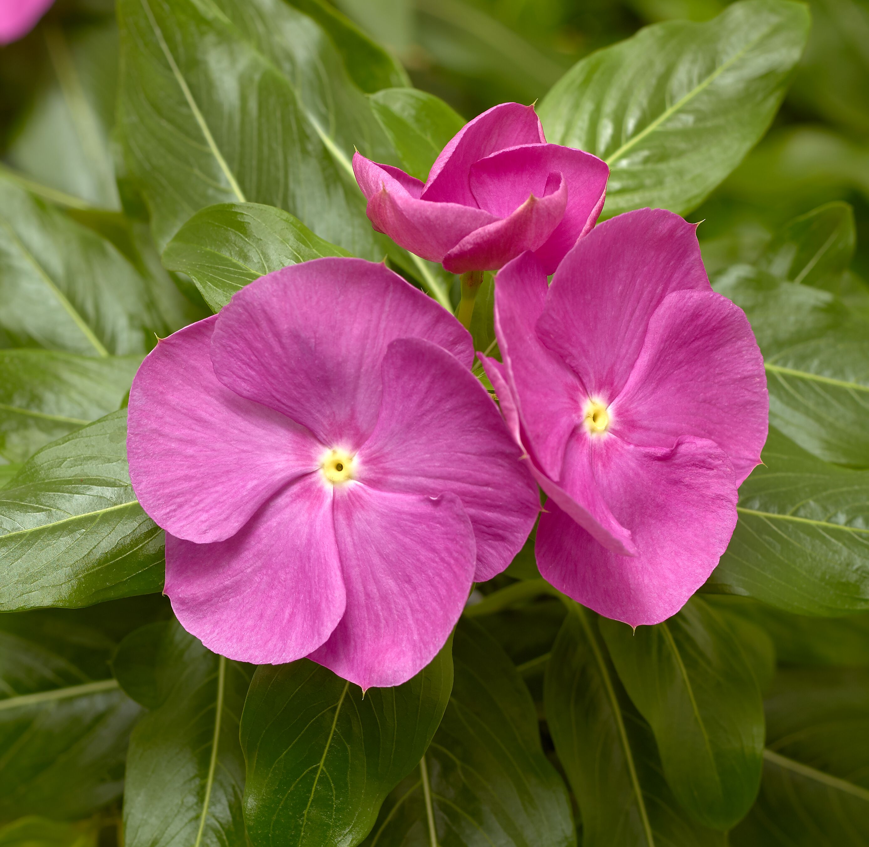 Cora® XDR Orchid | Syngenta Flowers
