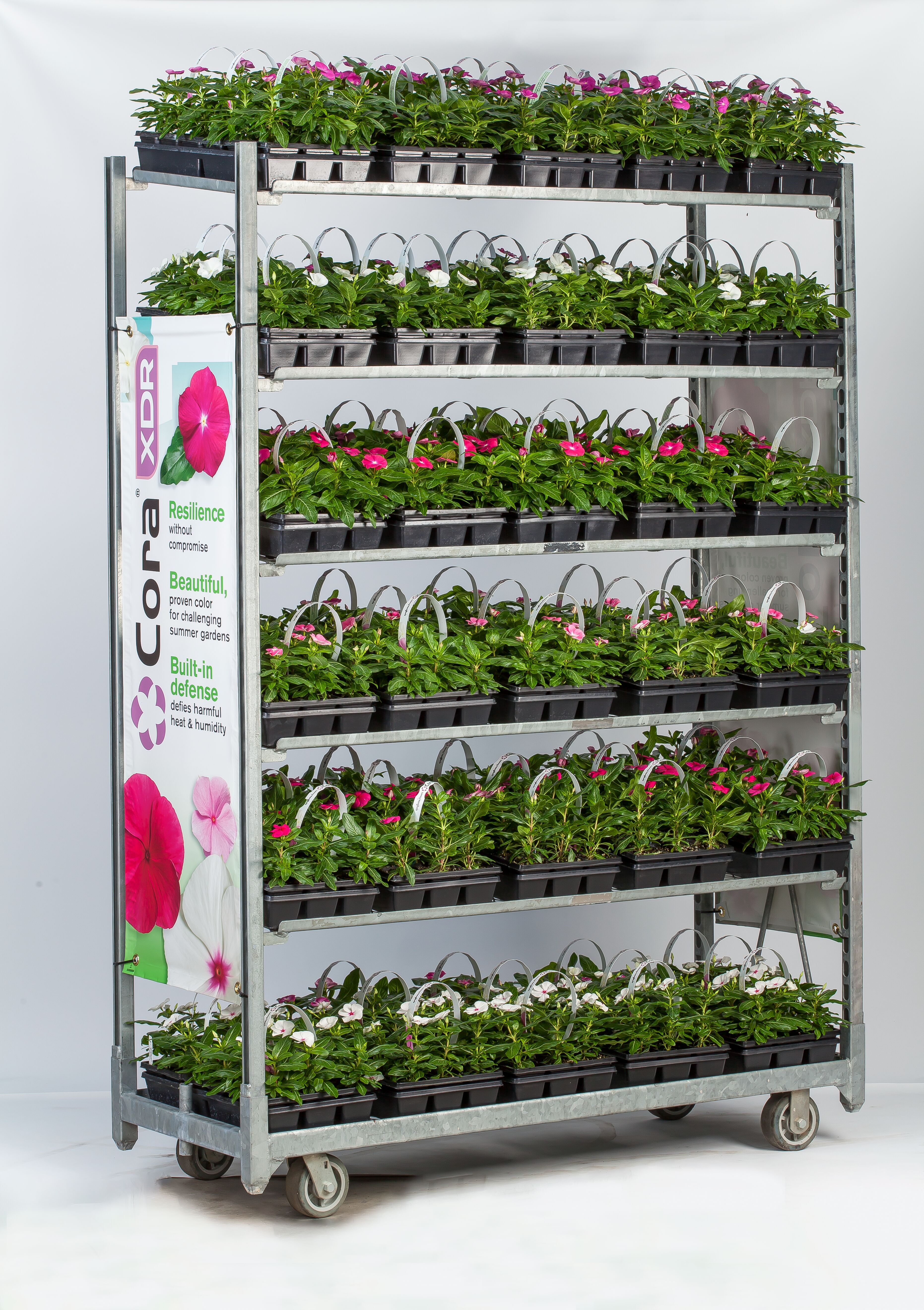 Cora® XDR Pink Halo | Syngenta Flowers