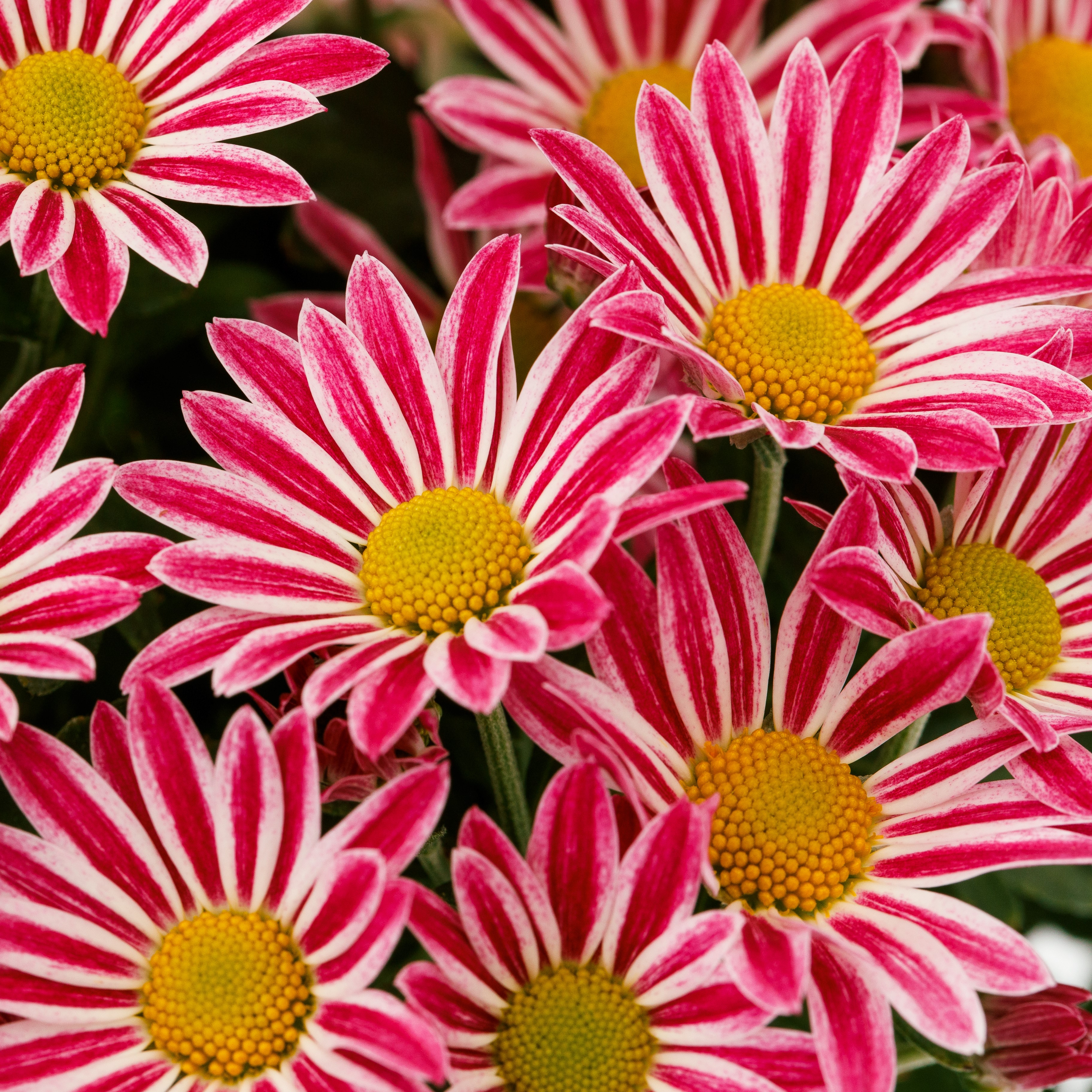 Snappy™ Pink Bicolor | Syngenta Flowers