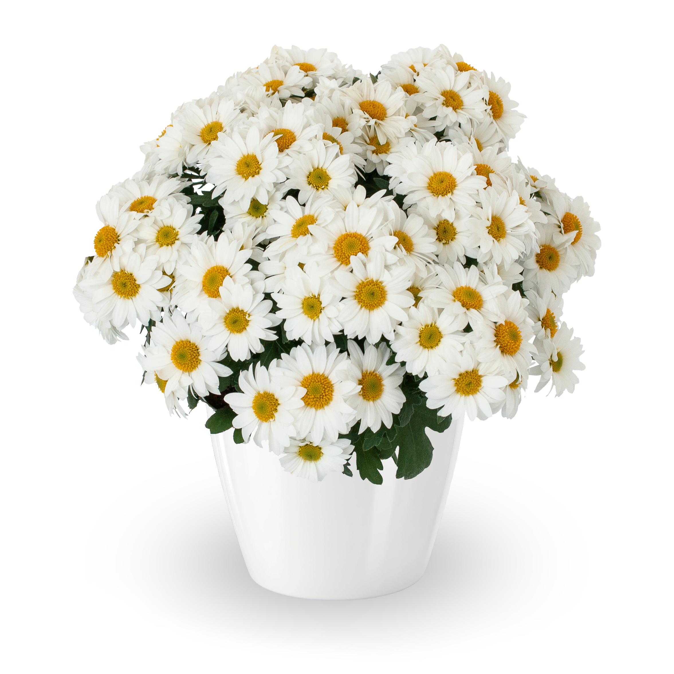 70107043-pot.png