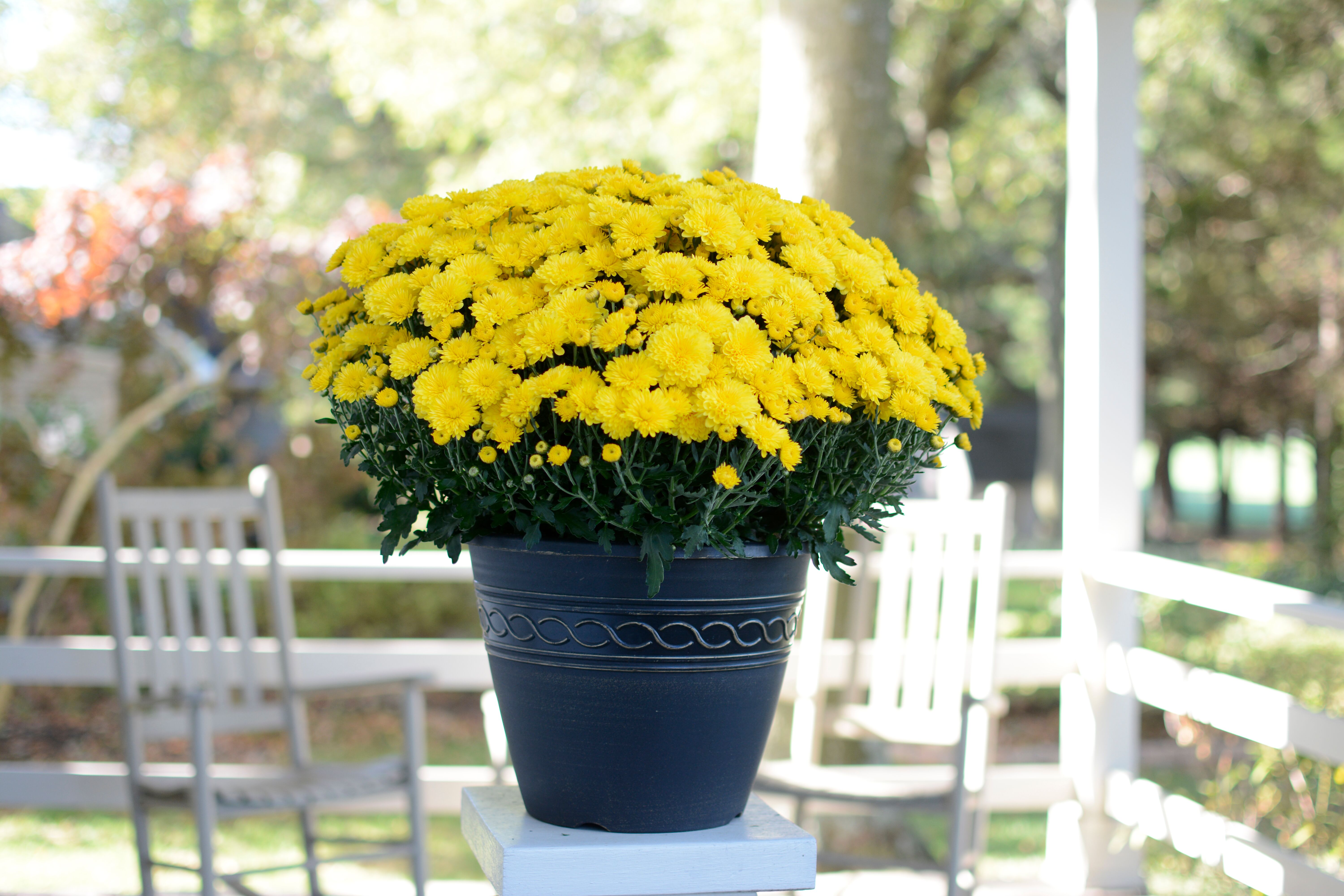 Cheryl™ Sparkling Yellow | Syngenta Flowers