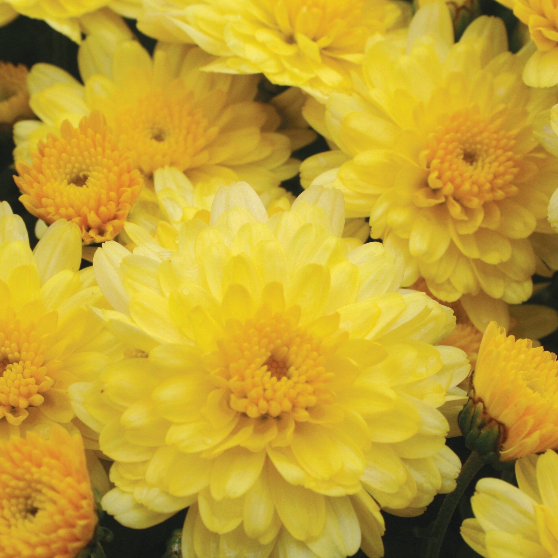 アンソニーキャセイ　ゴールデンブロッサム8/10 Chelsey™ Yellow | Syngenta Flowers