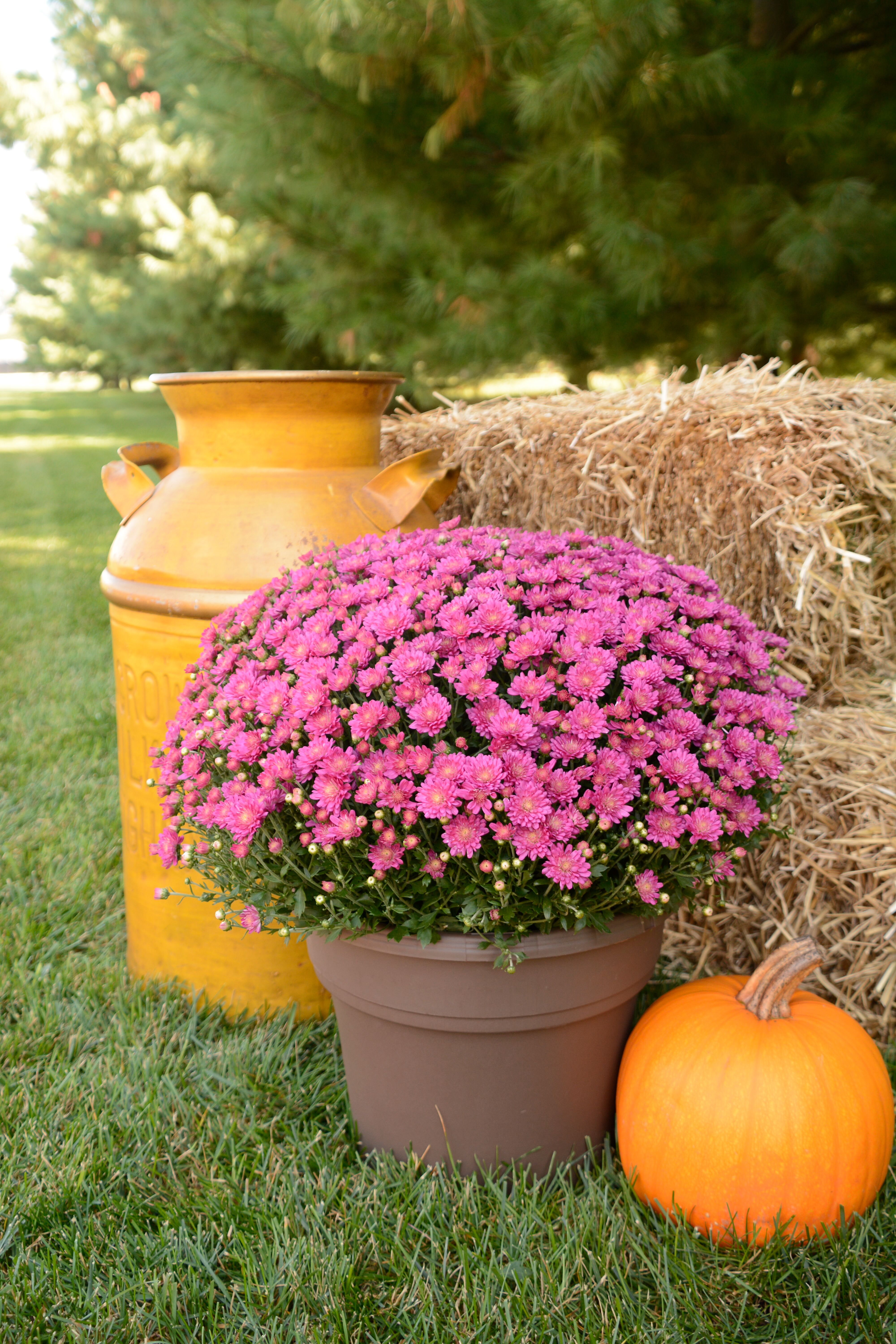 Jacqueline™ Pink | Syngenta Flowers