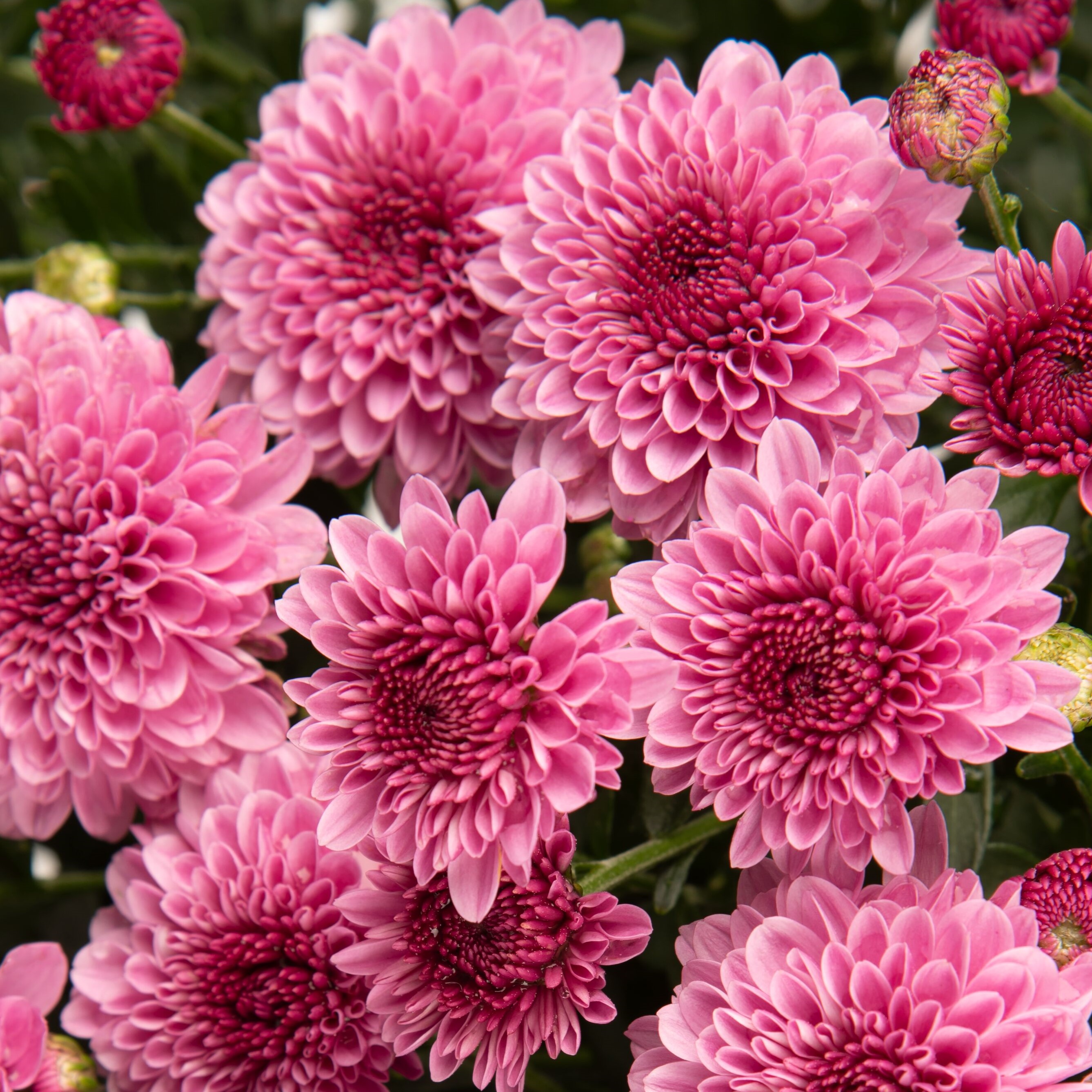 Cheryl™ Pink | Syngenta Flowers