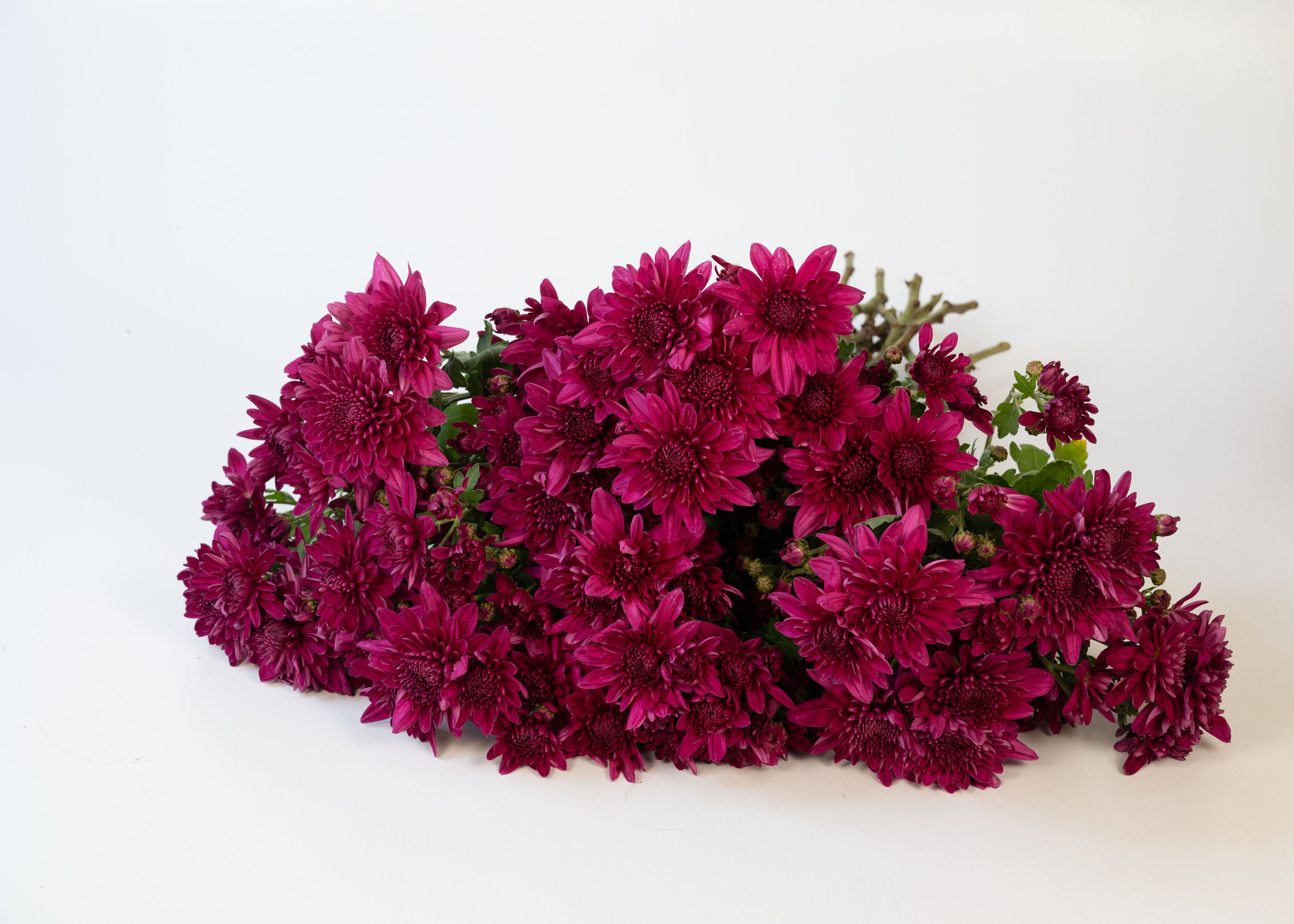 Delano™ Spring Pink Bicolor | Syngenta Flowers