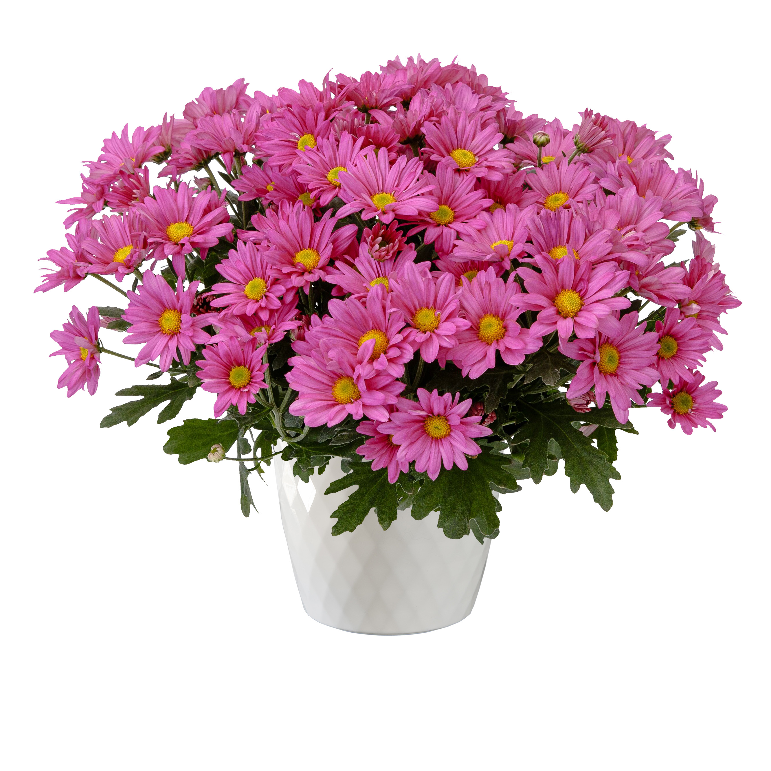 Roanoke™ Dark Pink | Syngenta Flowers