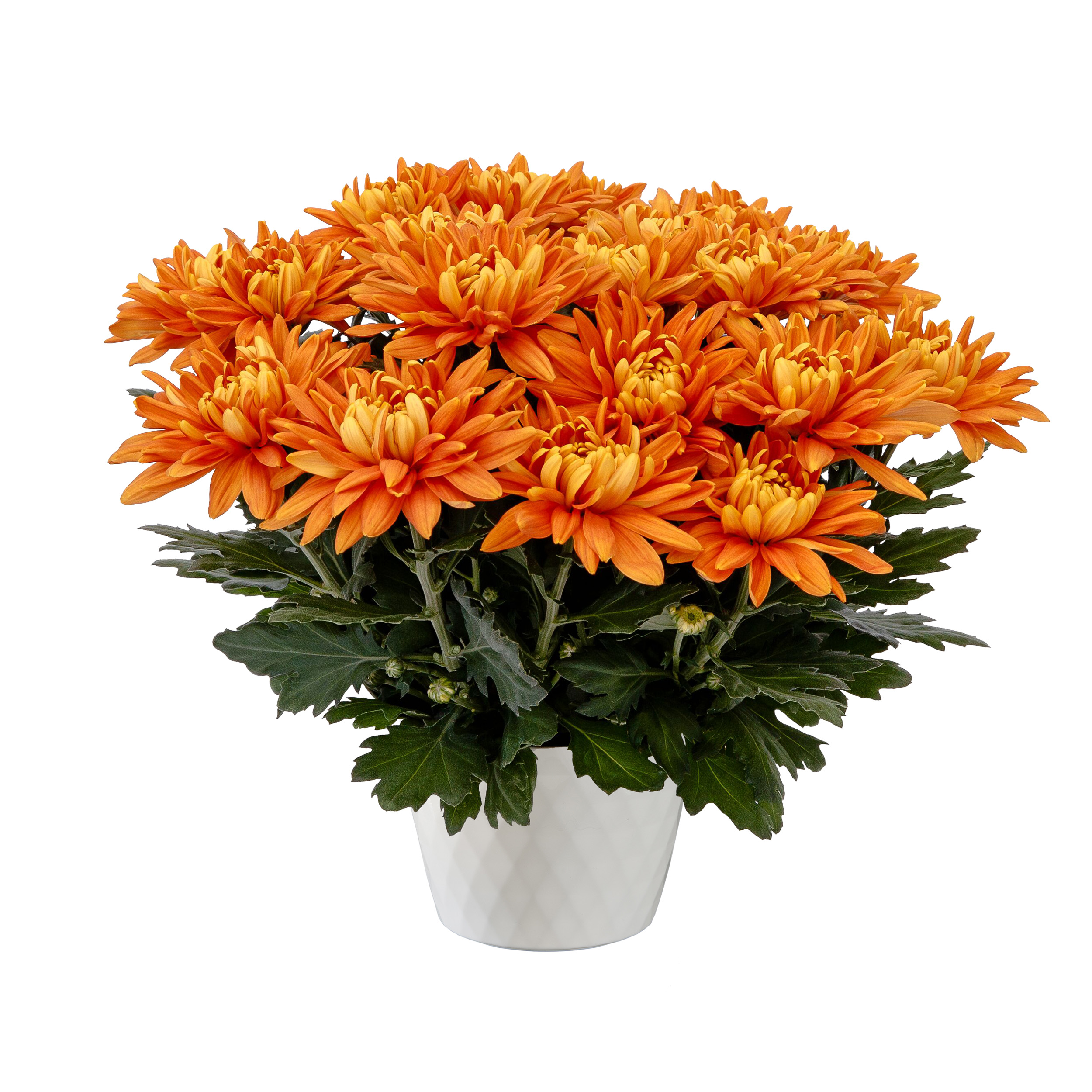 Durango™ Bronze | Syngenta Flowers
