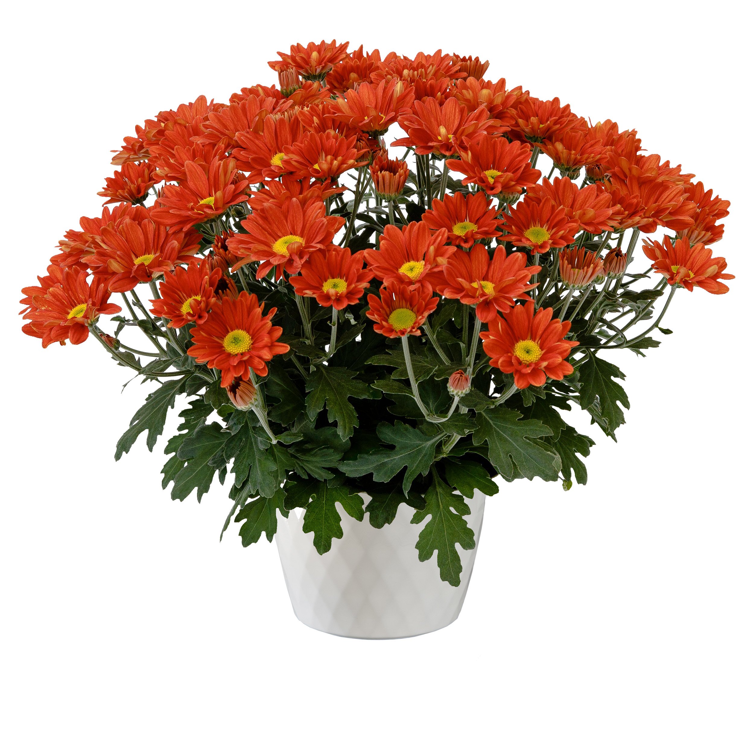 Pueblo™ Cinnamon | Syngenta Flowers