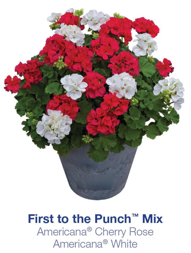 Americana® Cherry Rose | Syngenta Flowers