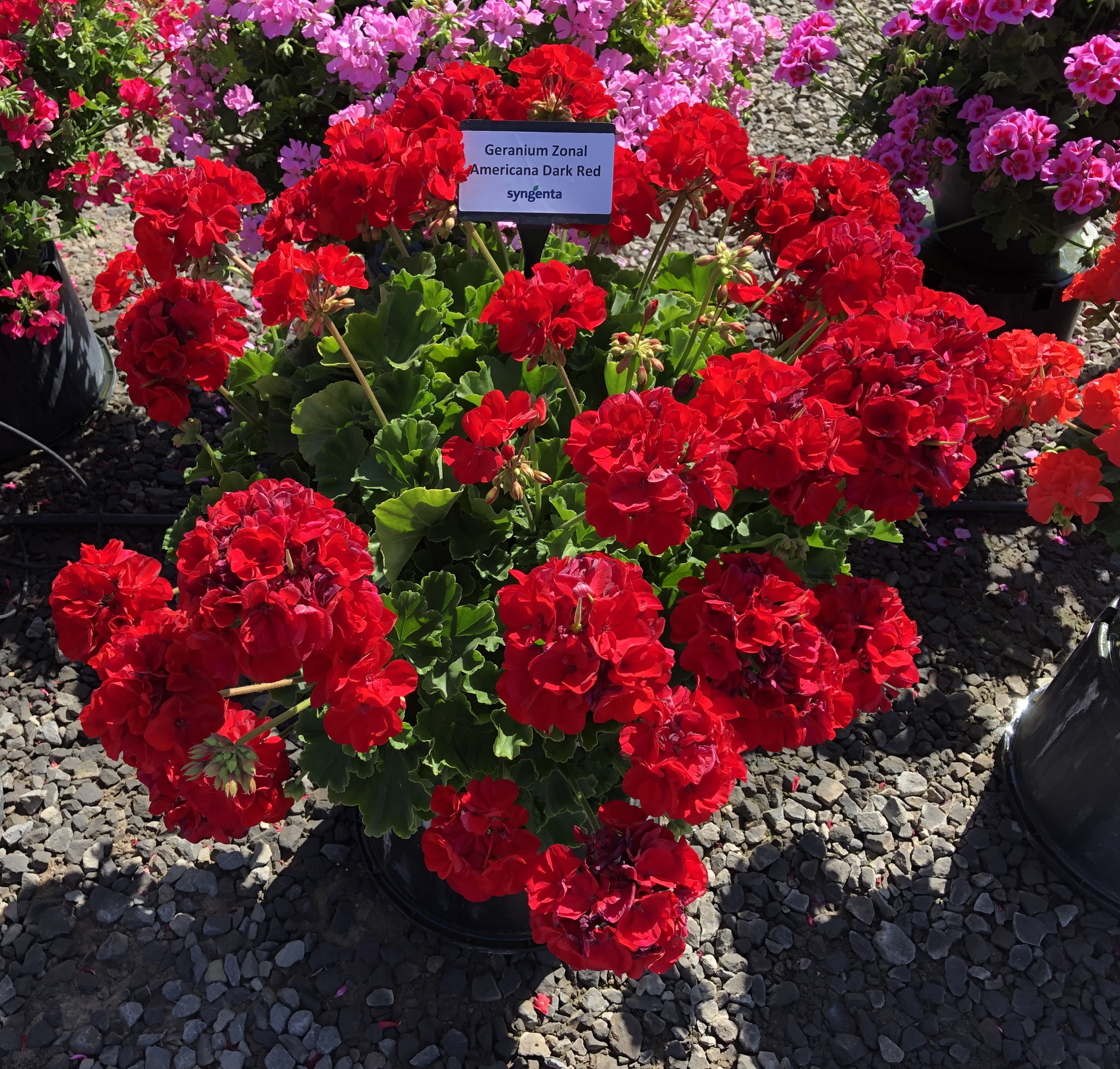 Geranium Horizon Shadow Seeds - Flowers – UK