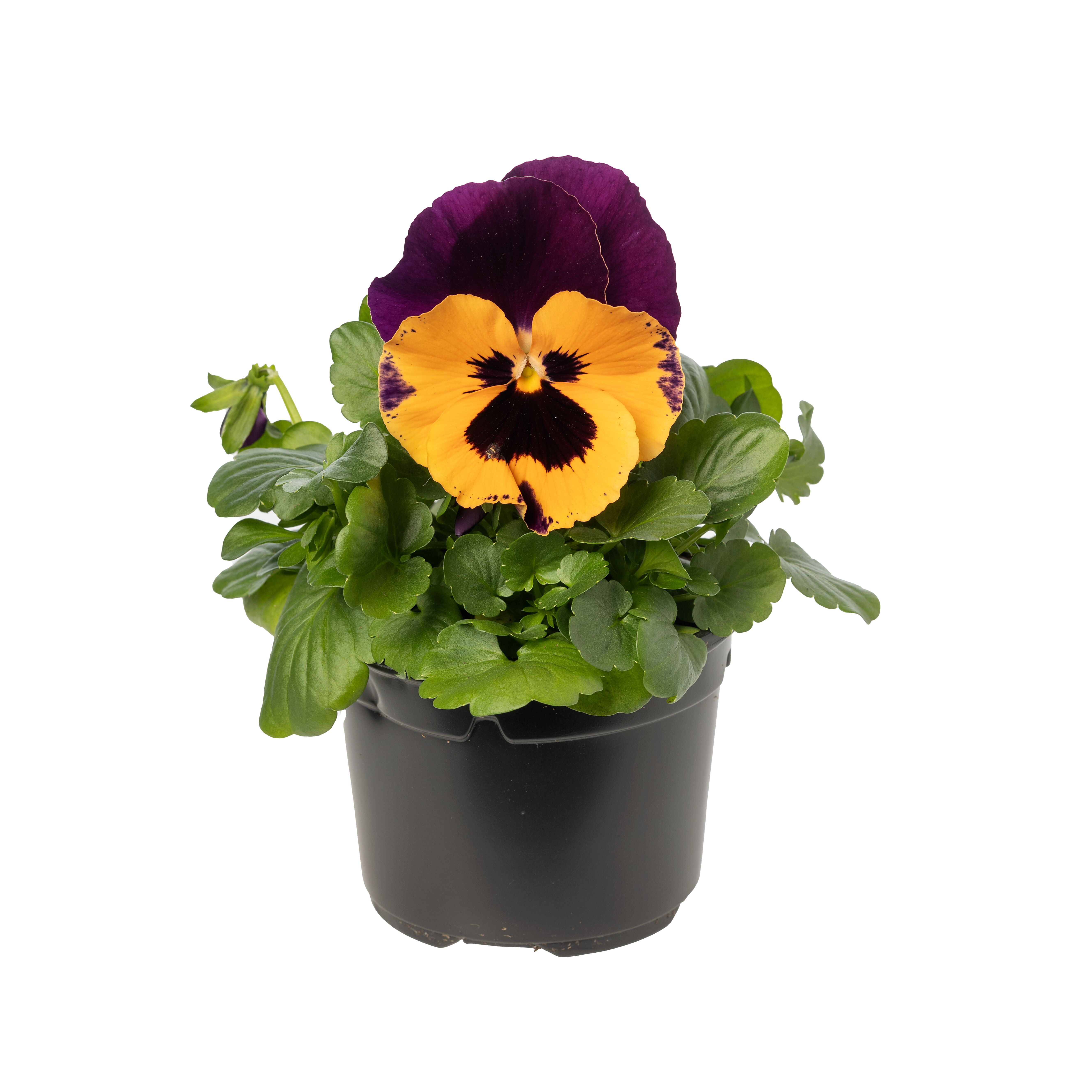 Select Orange with Purple Wing | Syngenta Flowers