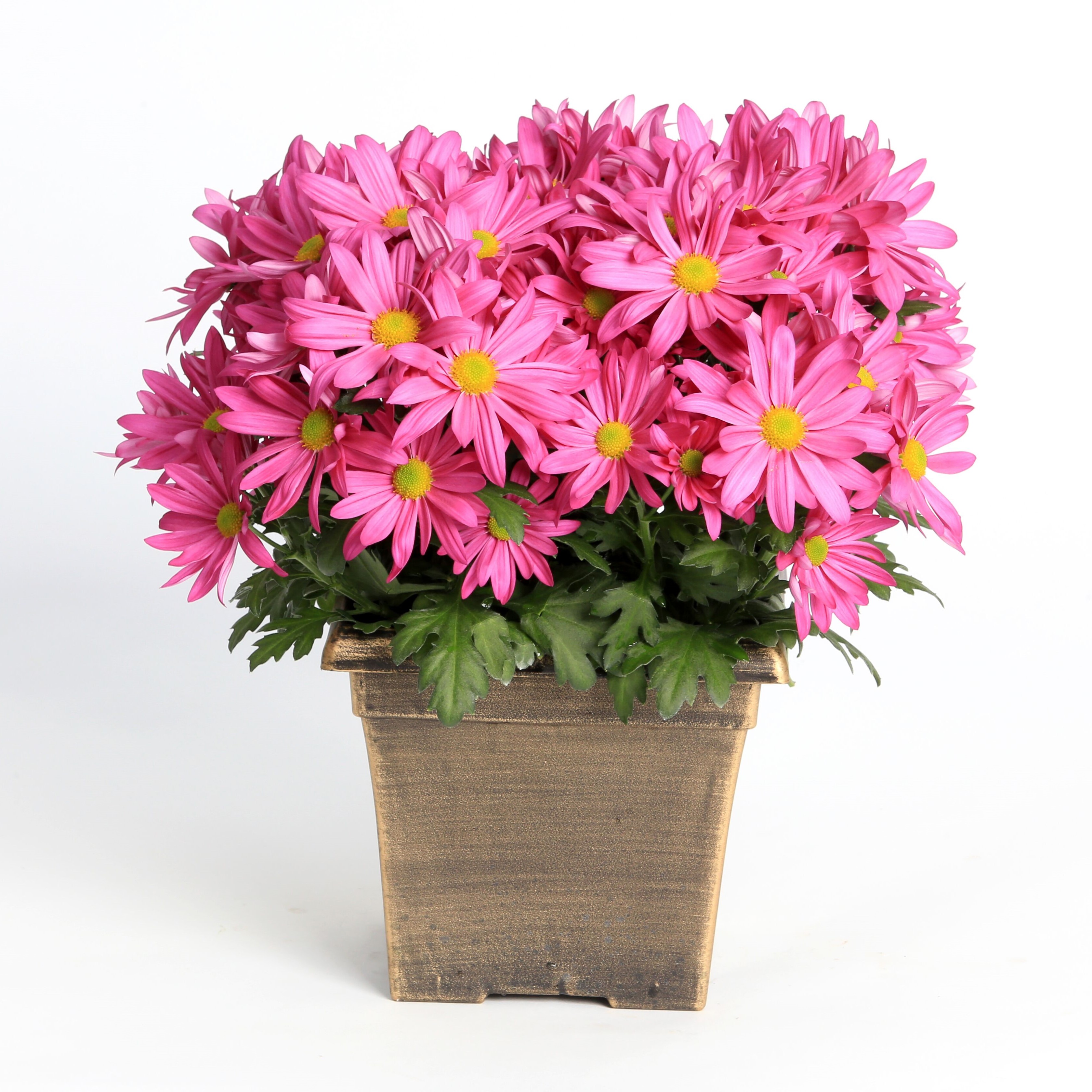 70065640-pot.jpg