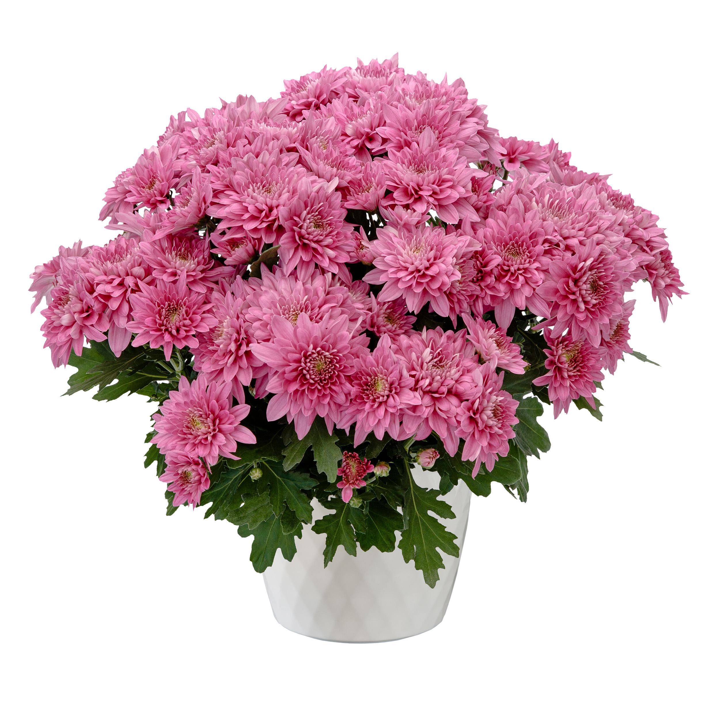 70100540-pot.jpg