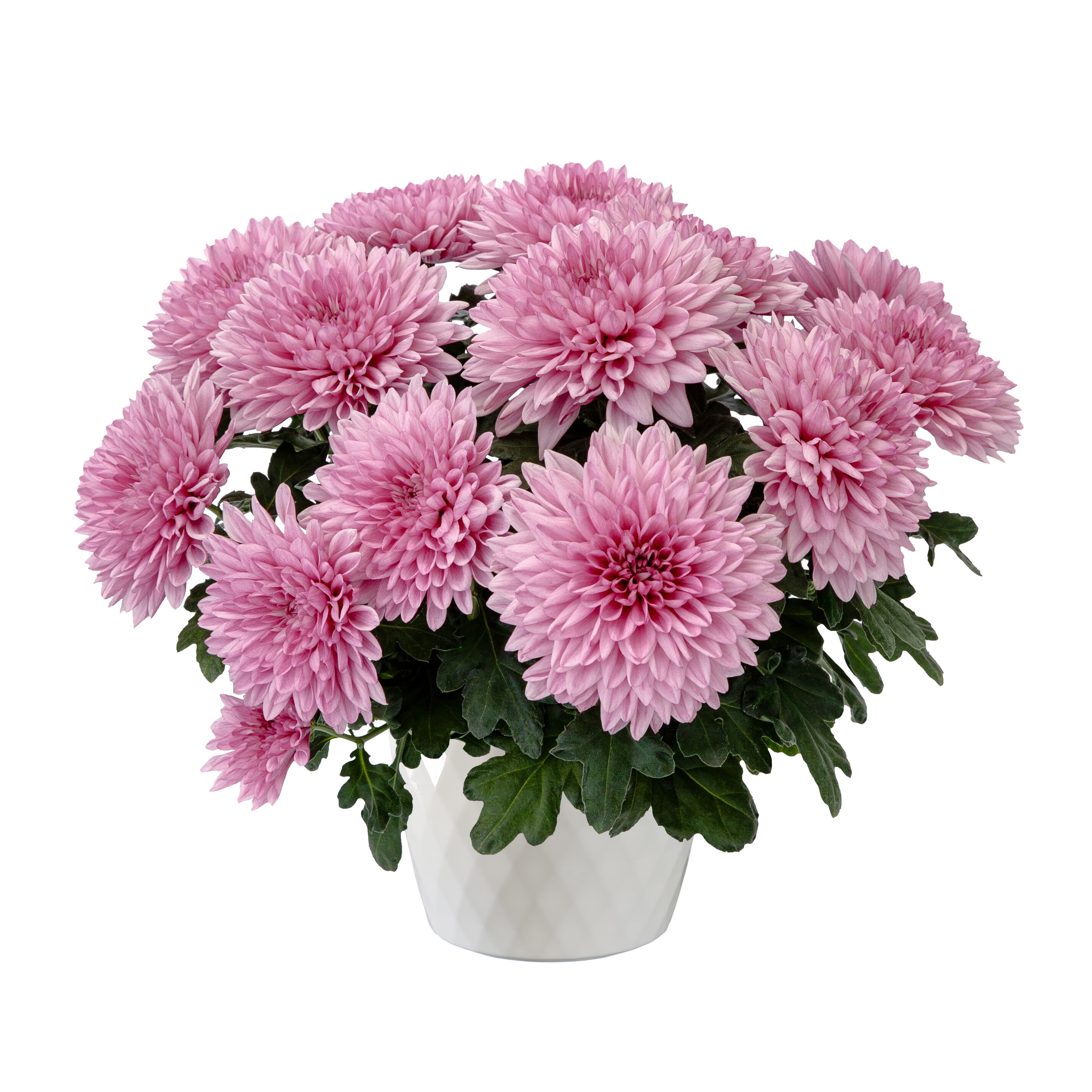 Pendleton™ Pink | Syngenta Flowers