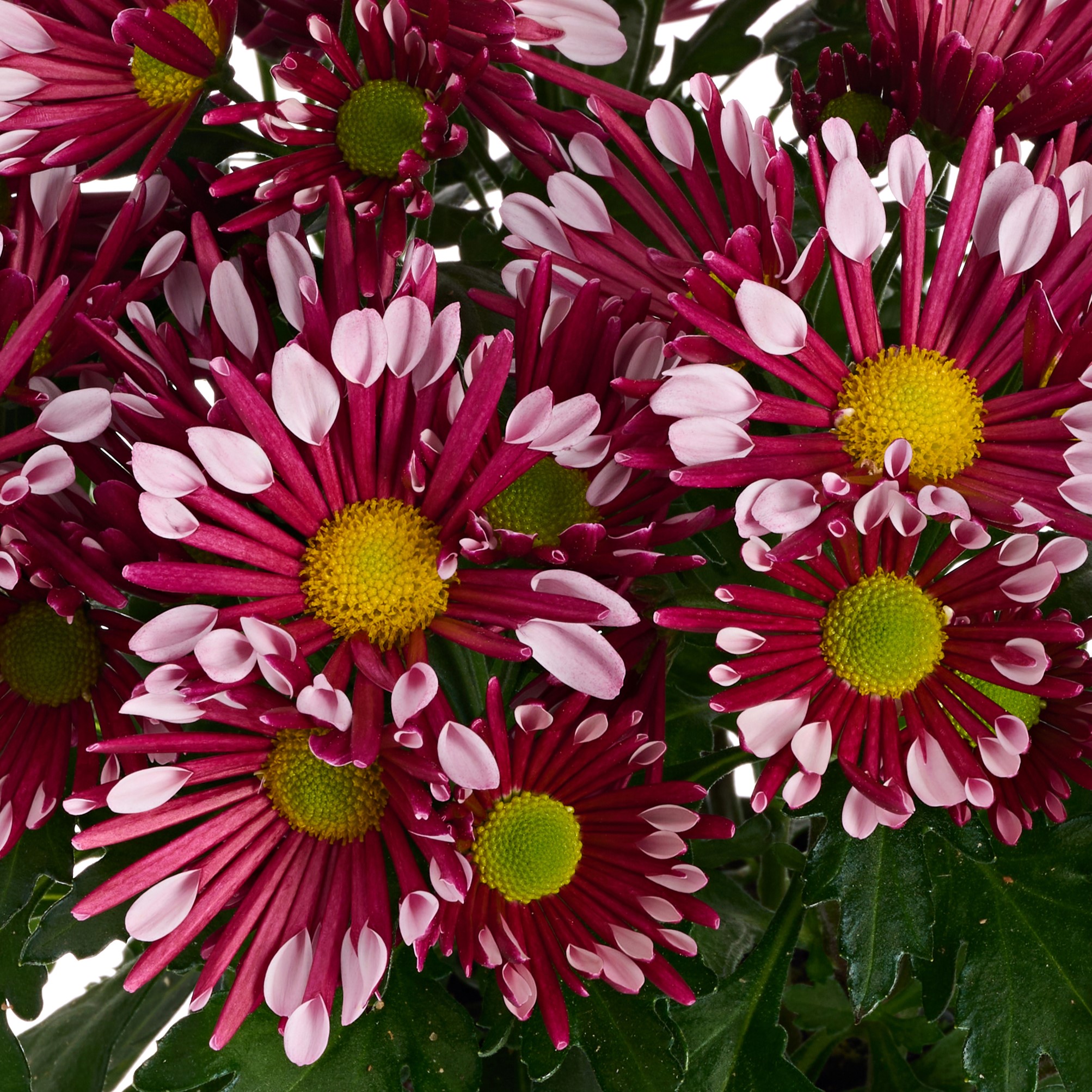 70124315-flower.jpg