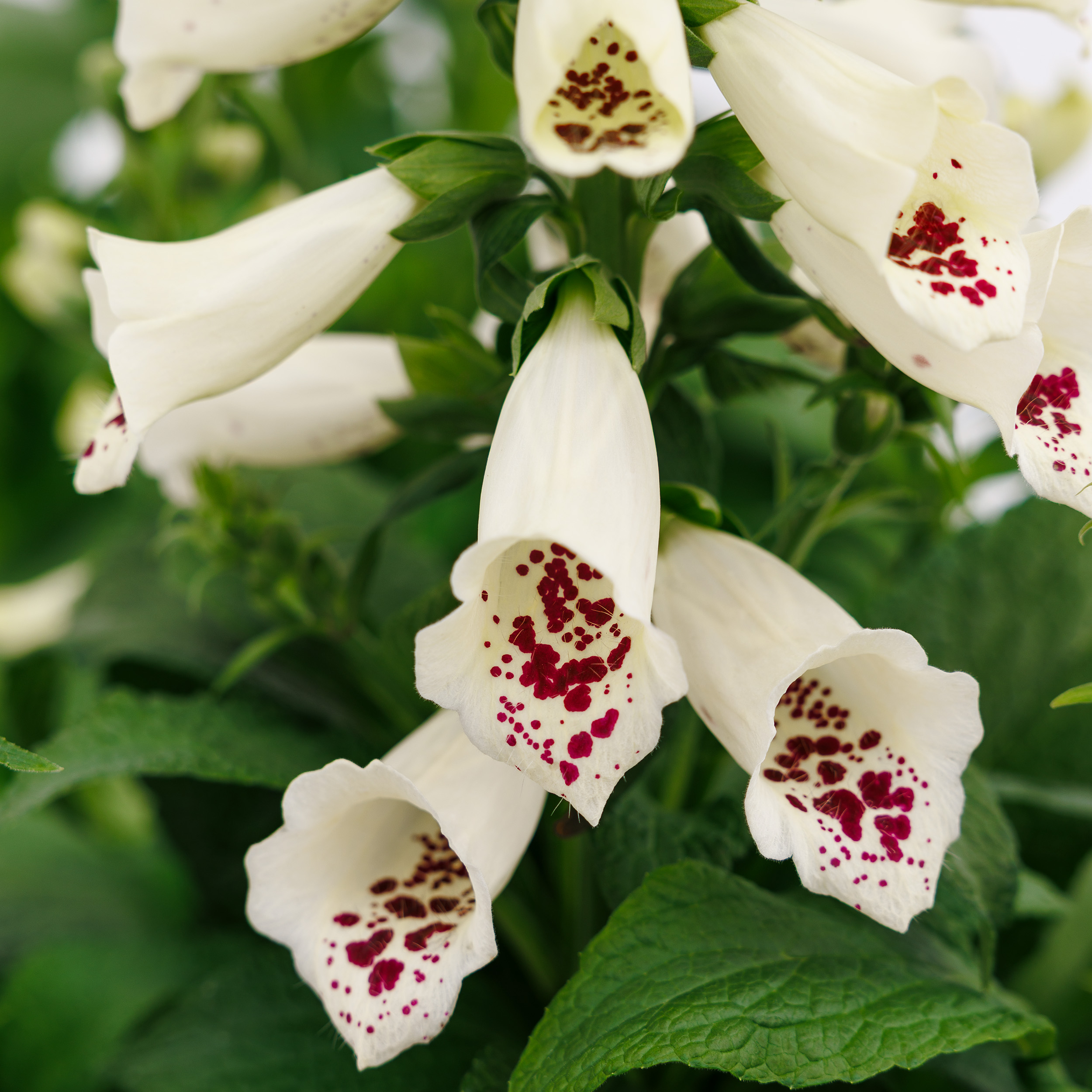 Dottie™ Cream™ | Syngenta Flowers