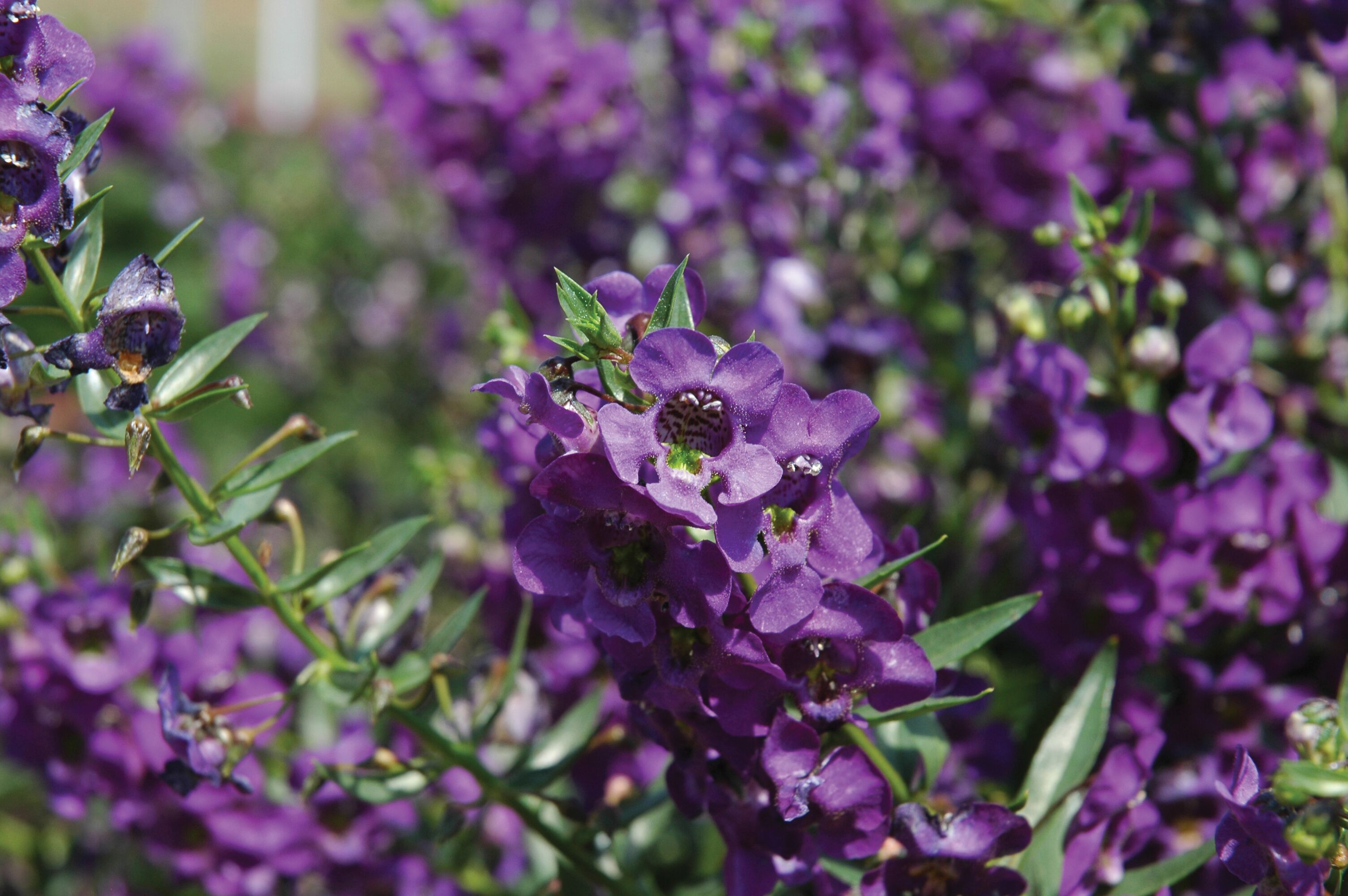 Carita™ Cascade Deep Purple | Syngenta Flowers