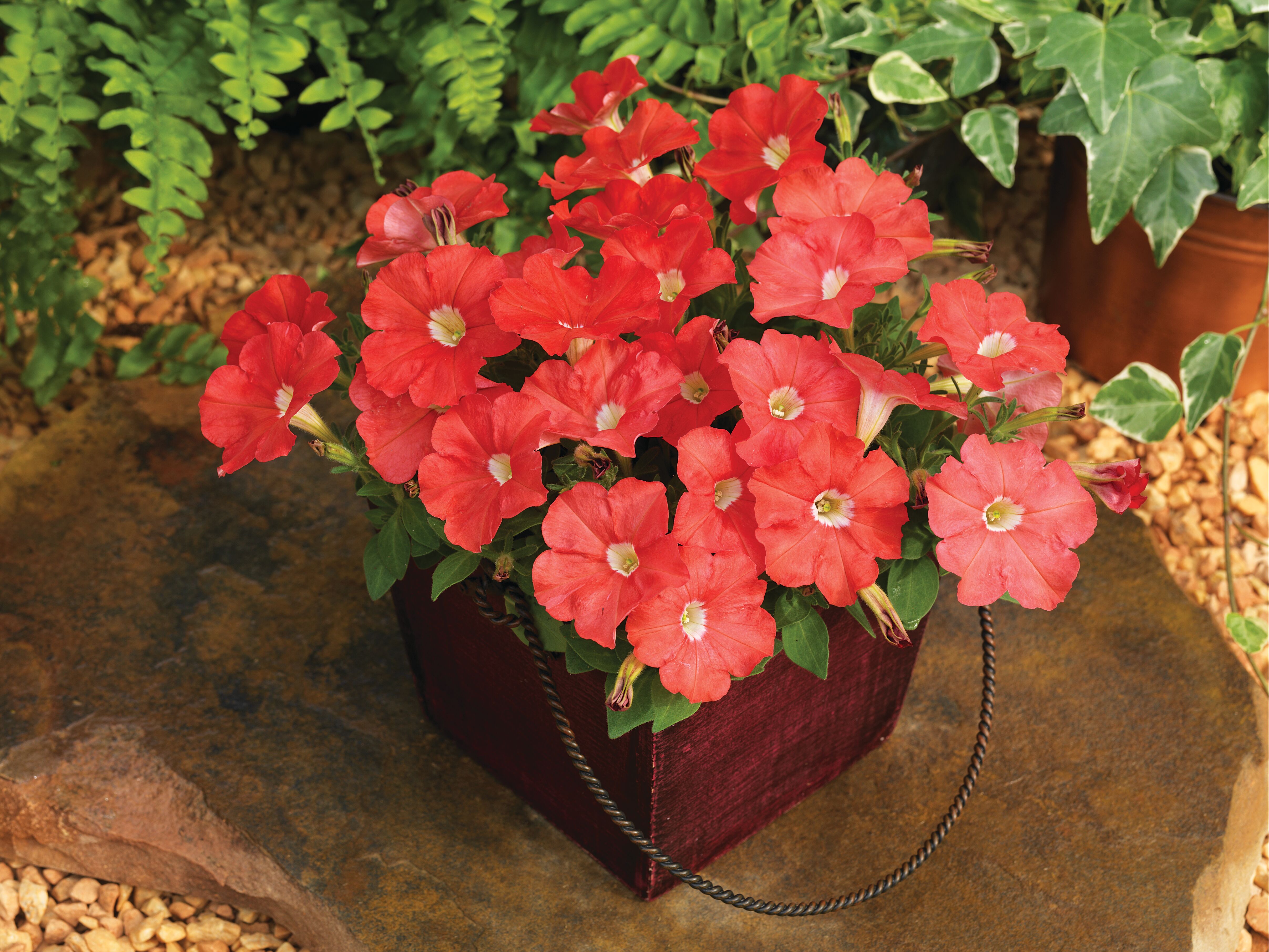 Picobella™ Salmon | Syngenta Flowers