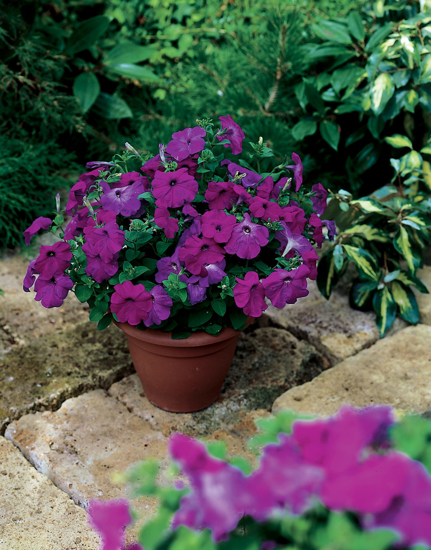 Hurrah™ Lavender Tie Dye | Syngenta Flowers