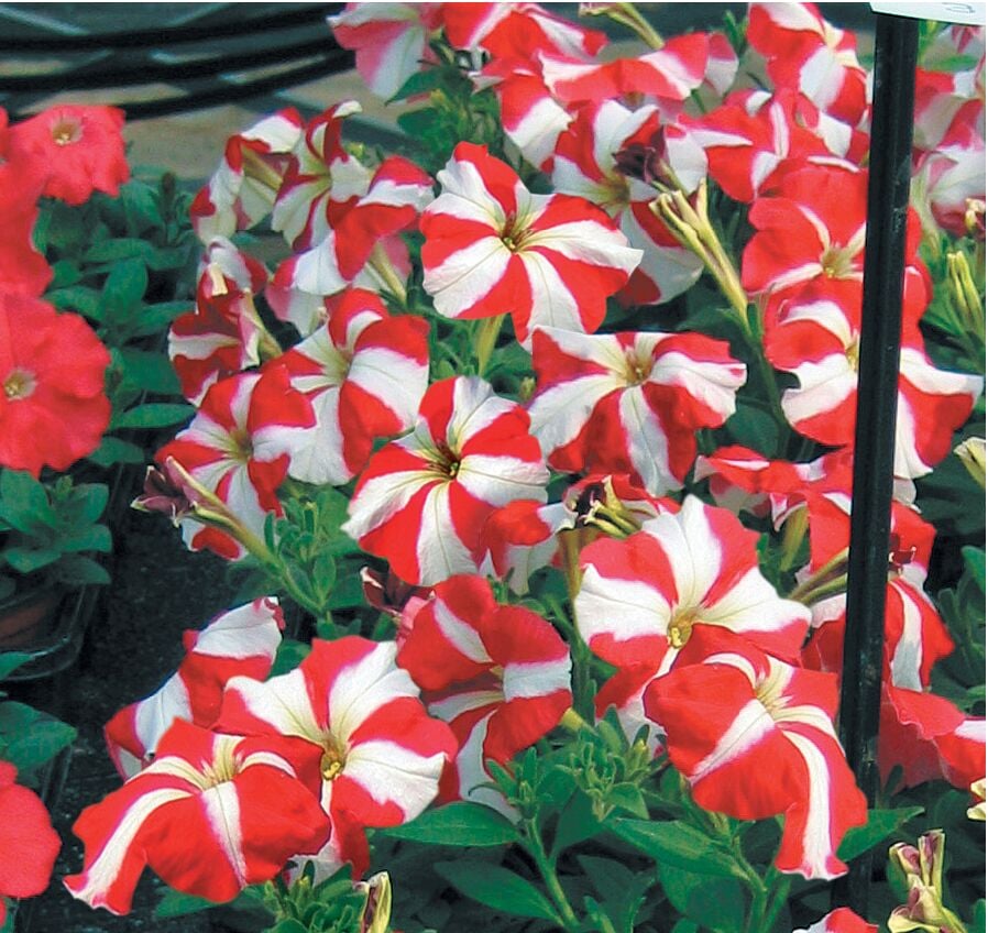 Hurrah™ Red Star | Syngenta Flowers