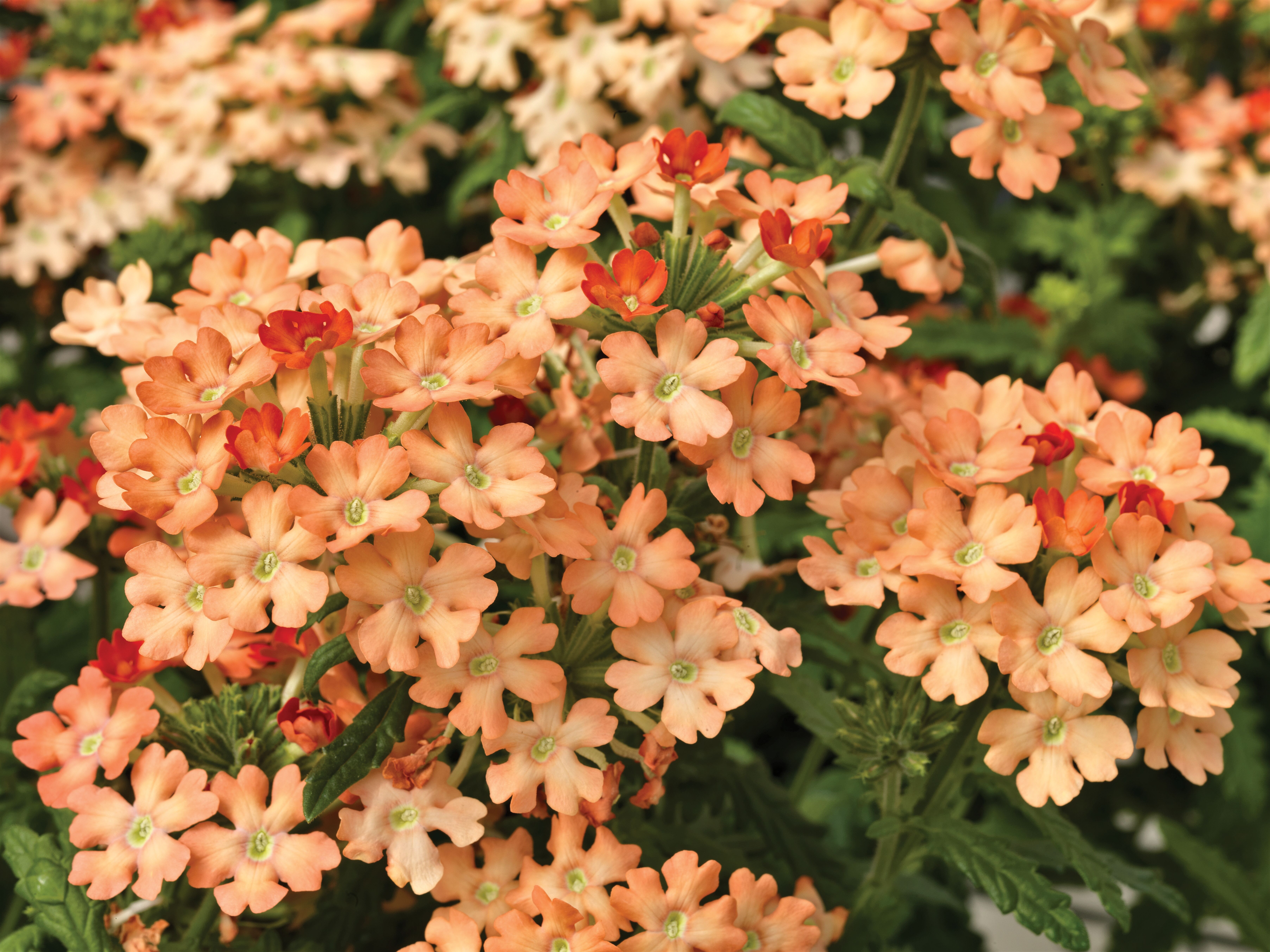 Obsession™ Apricot | Syngenta Flowers
