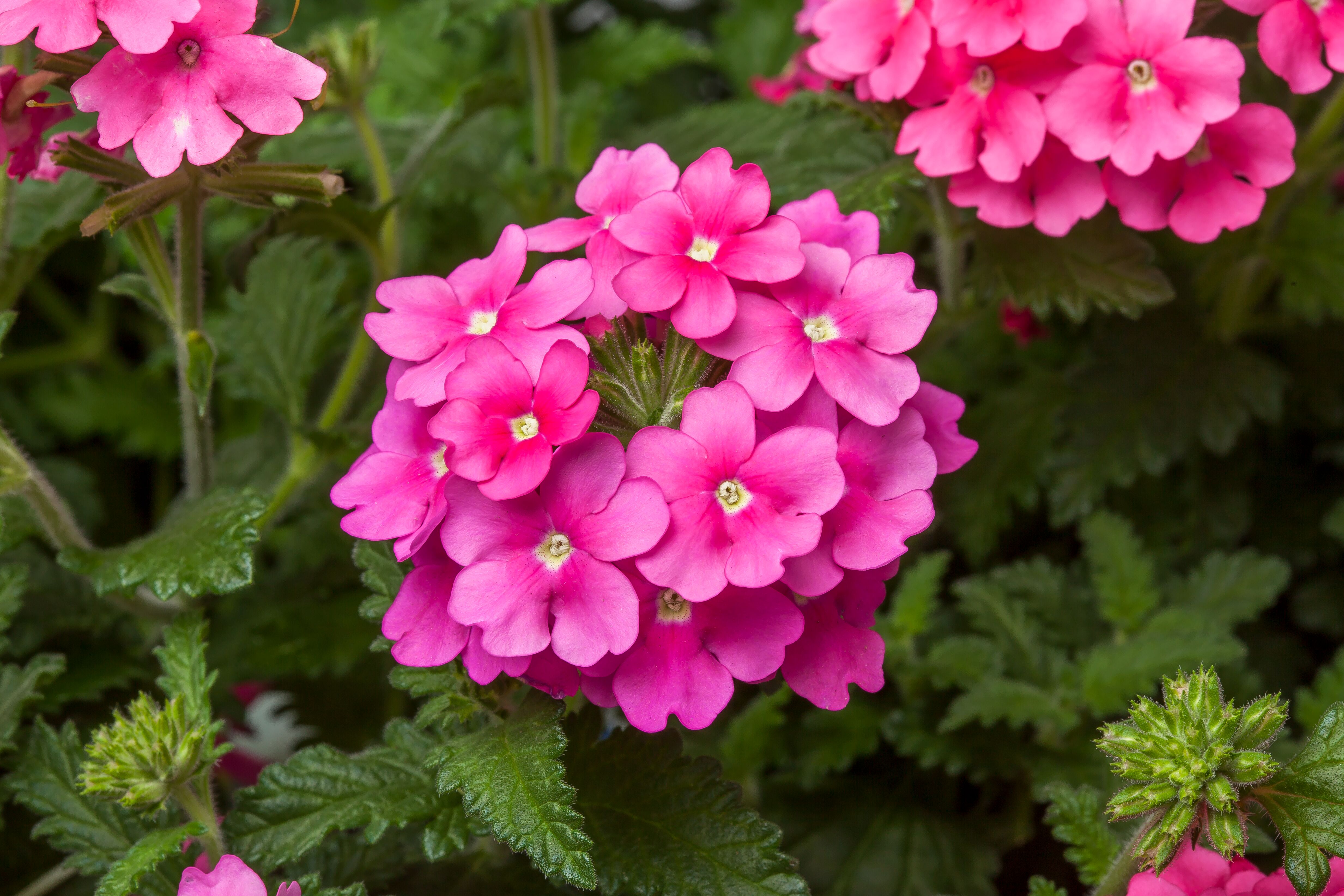 Obsession™ Cascade Pink Shades | Syngenta Flowers