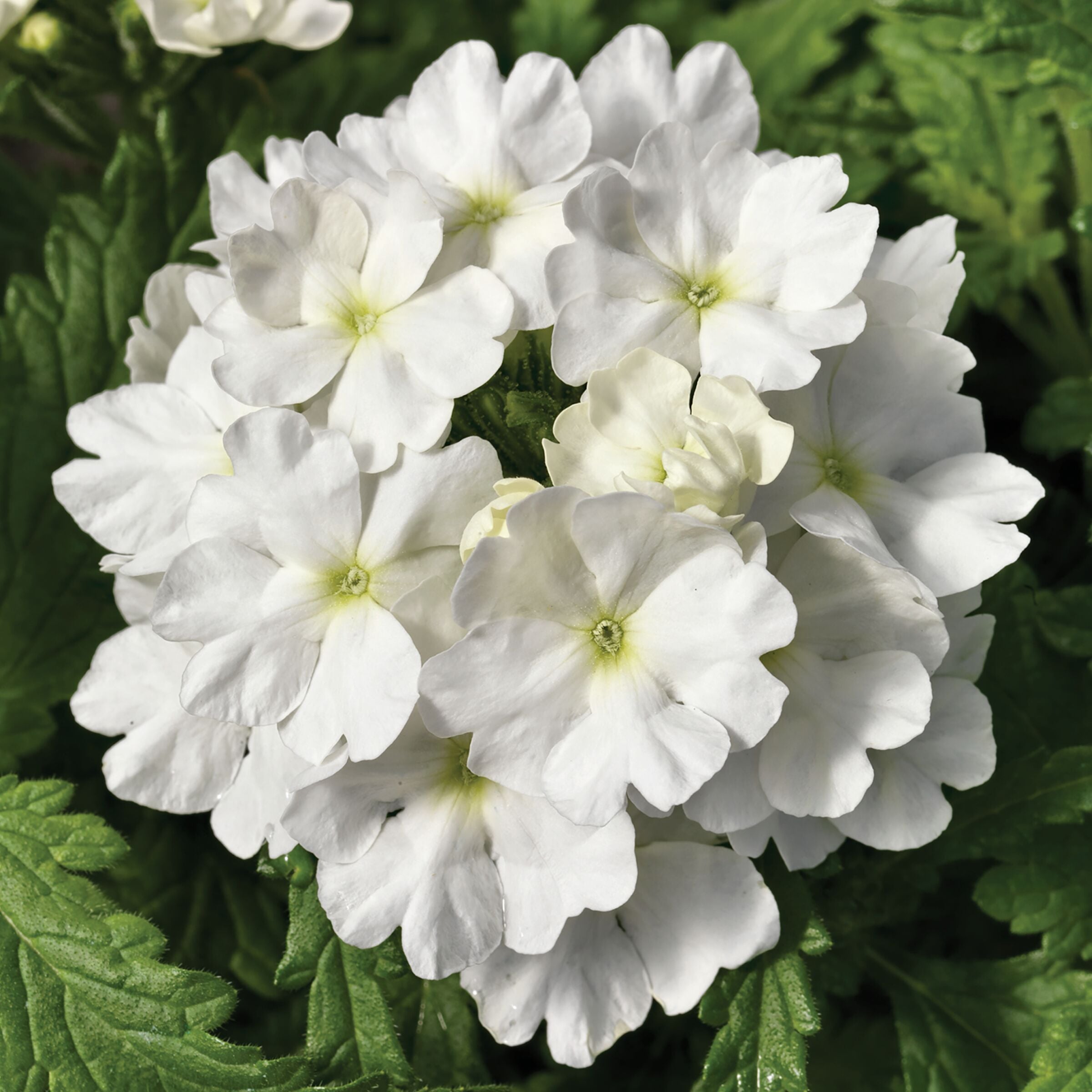 Tuscany® White | Syngenta Flowers