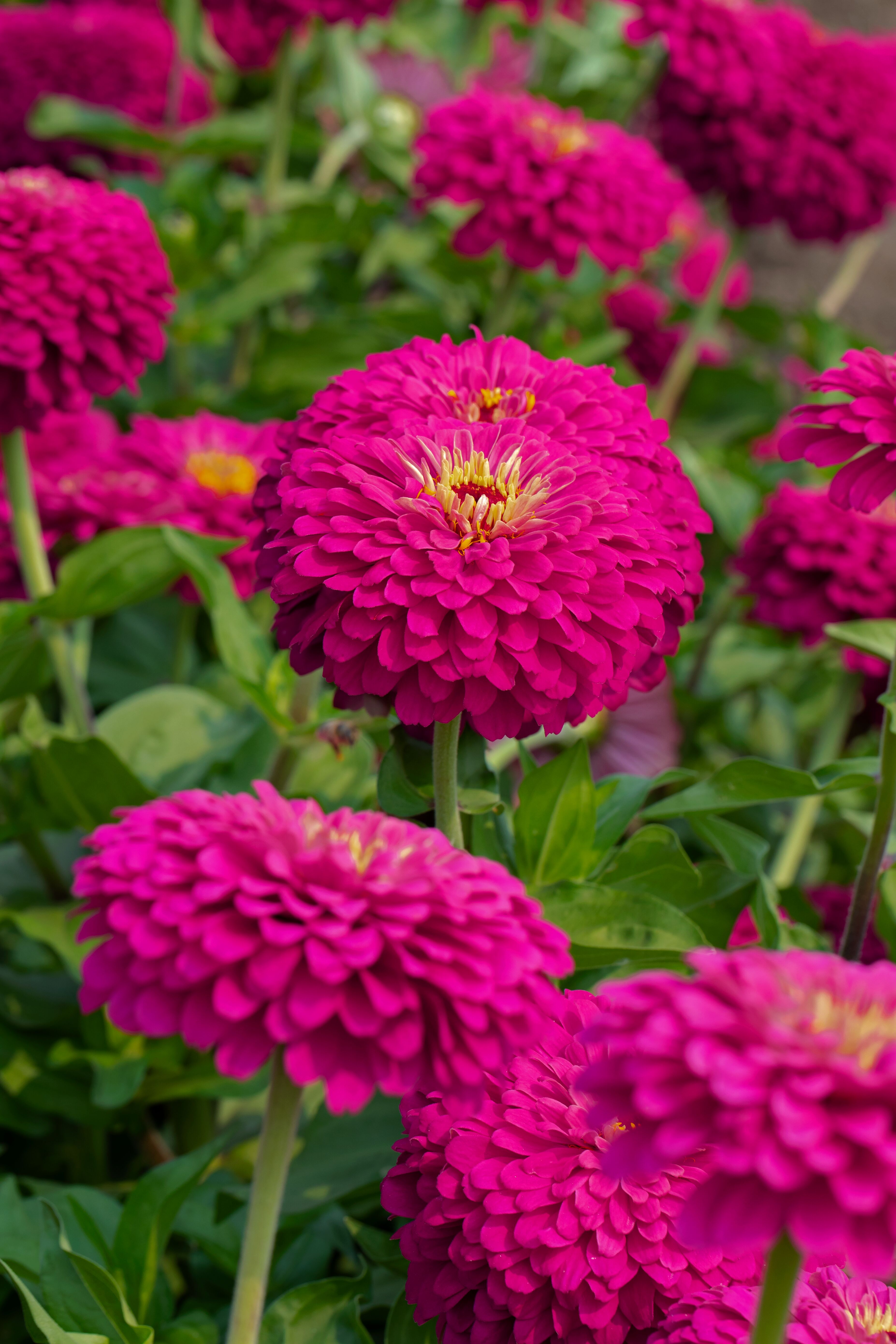 Uproar™ Rose | Syngenta Flowers