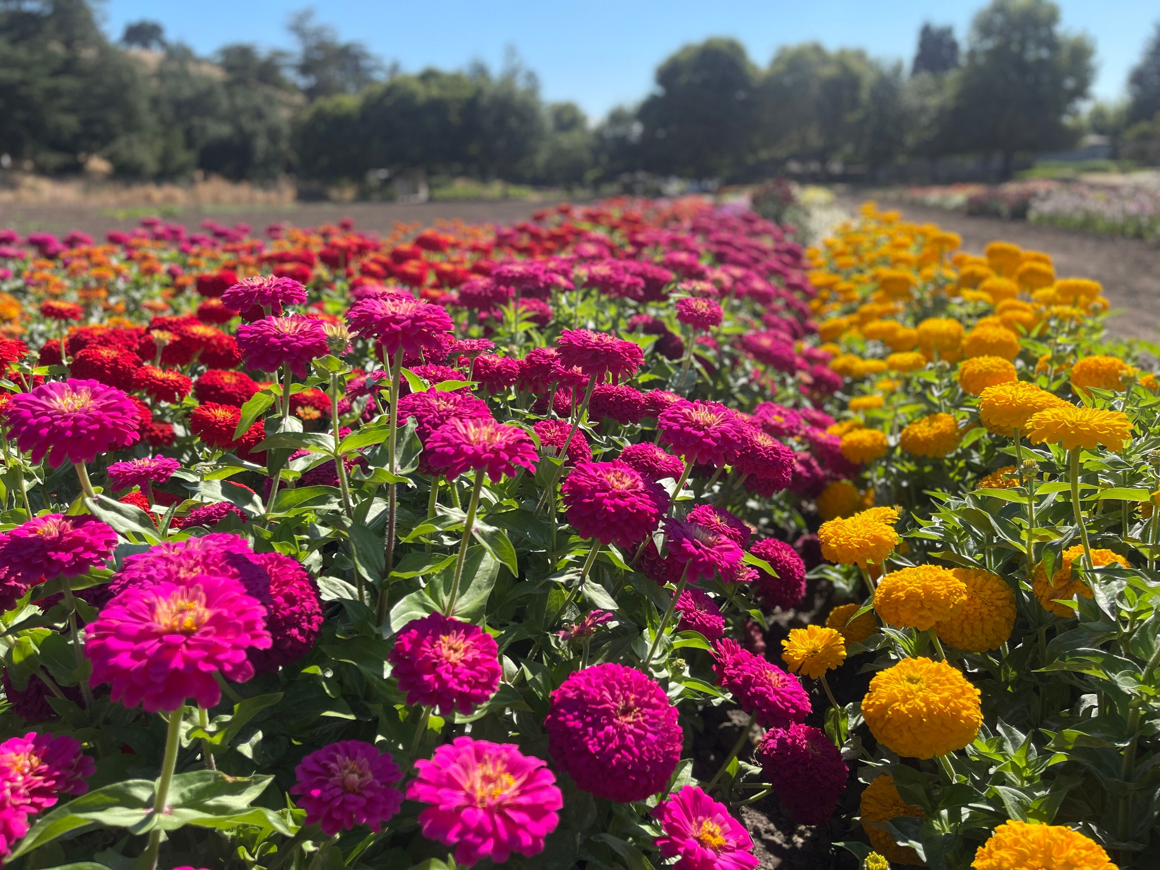 Uproar™ Rose | Syngenta Flowers