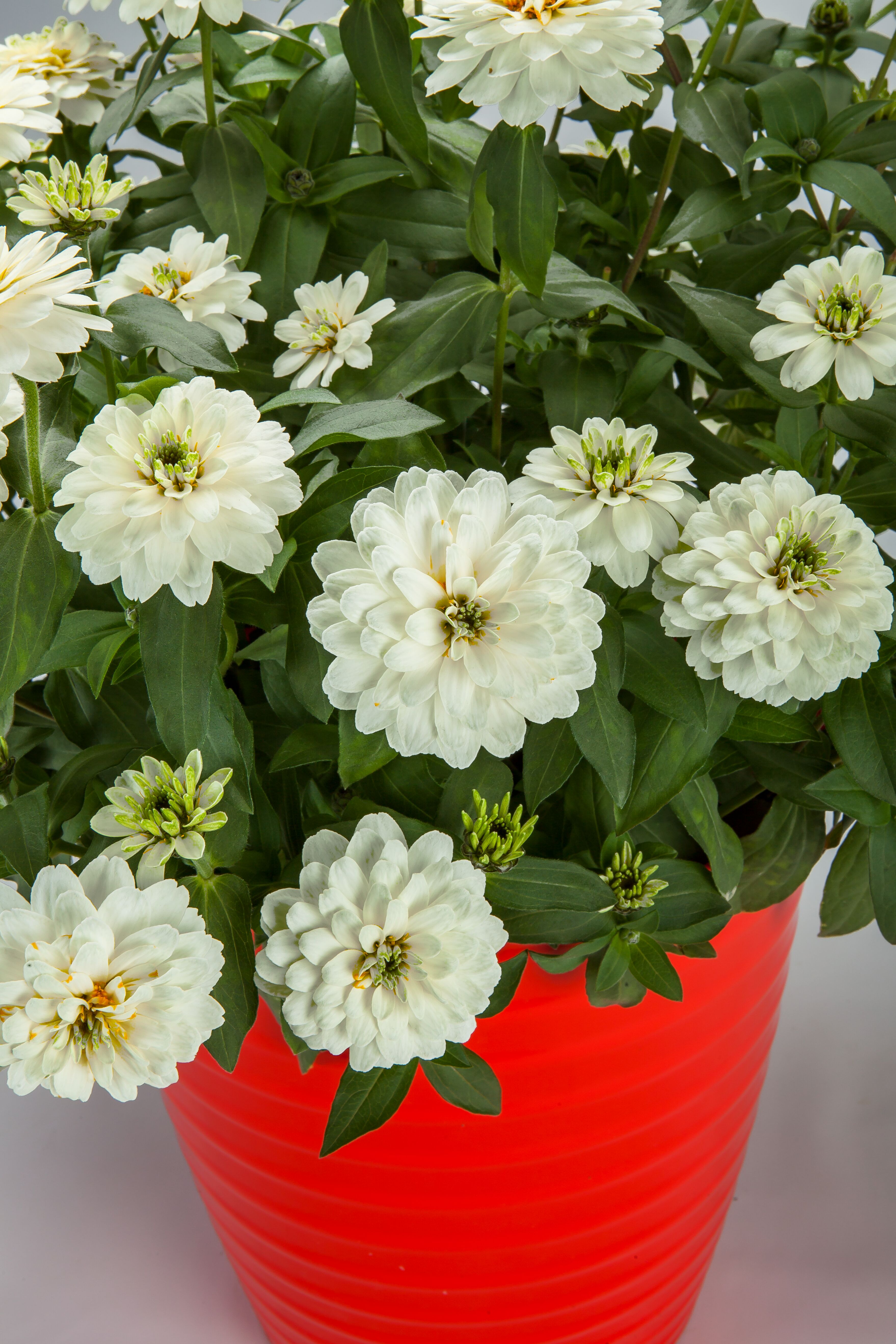 Zydeco™ White | Syngenta Flowers