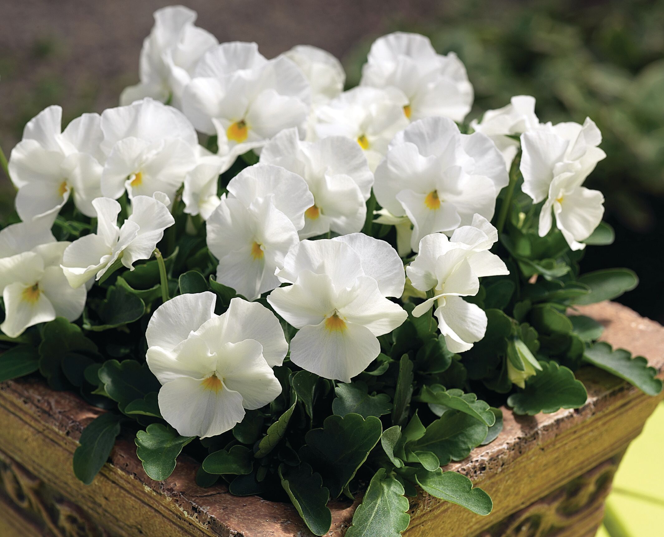 Penny™ White | Syngenta Flowers