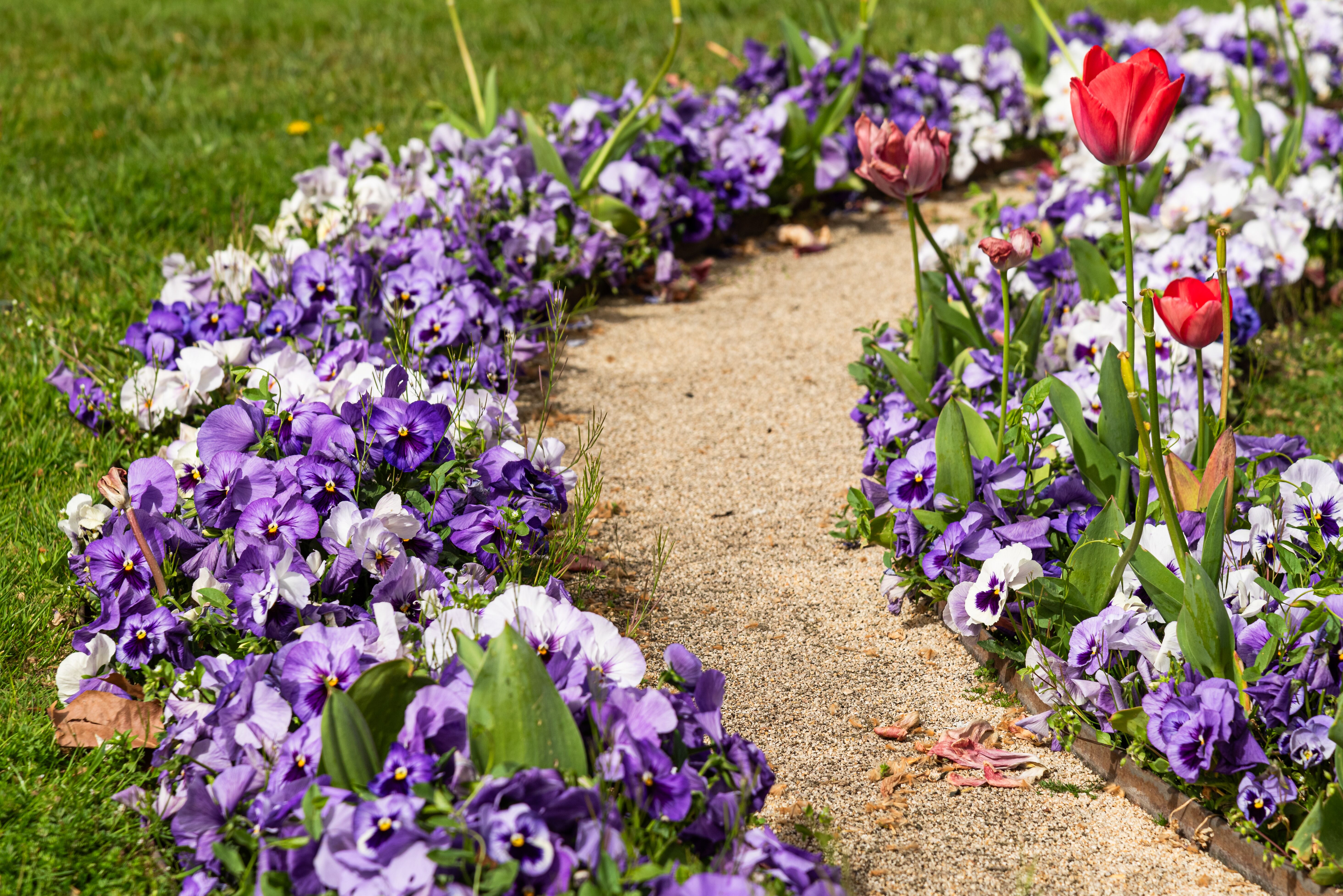Delta™ Pro Lavender Blue Shades | Syngenta Flowers