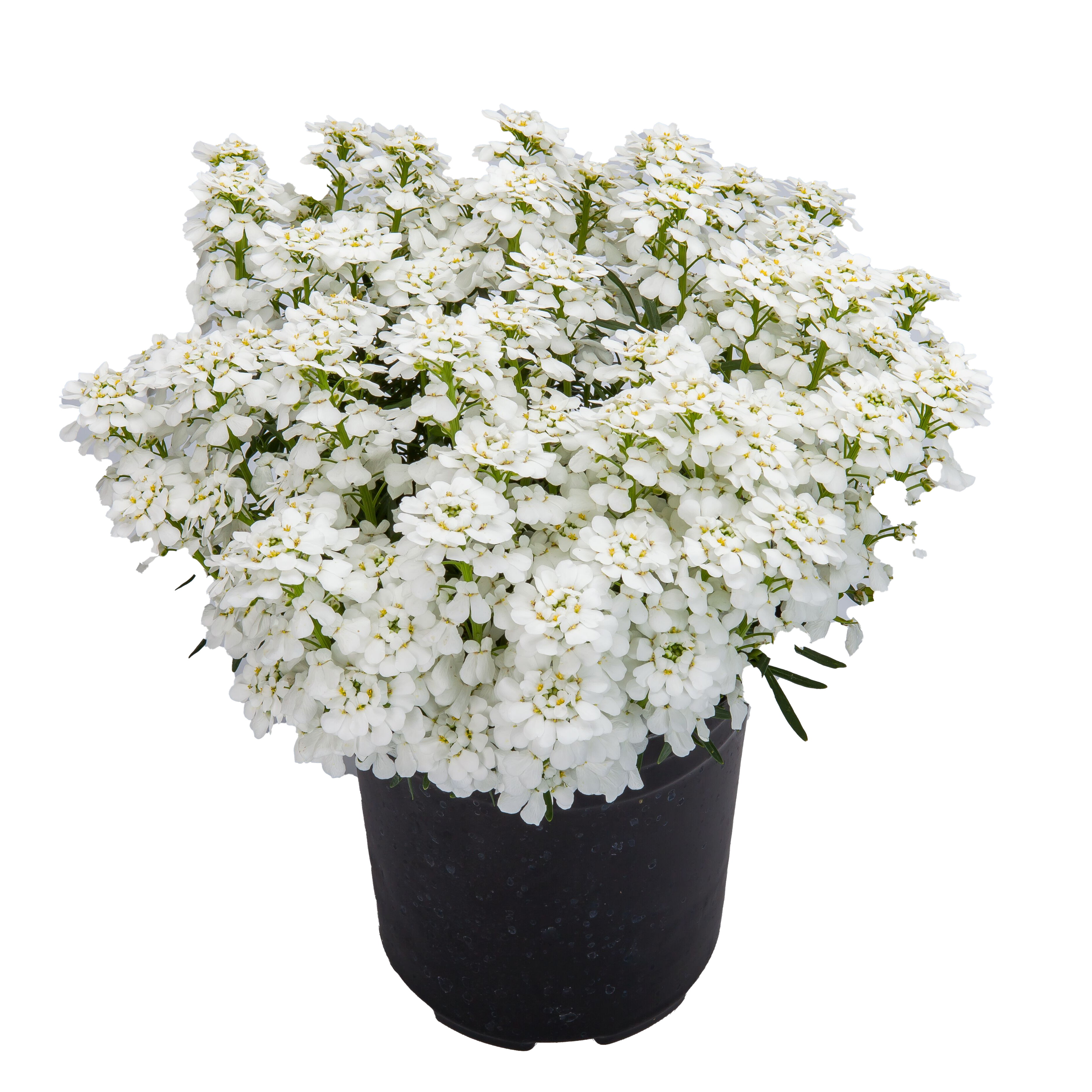 【特大!!!】雪花石　74kg Snow Cone™ Forte | Syngenta Flowers